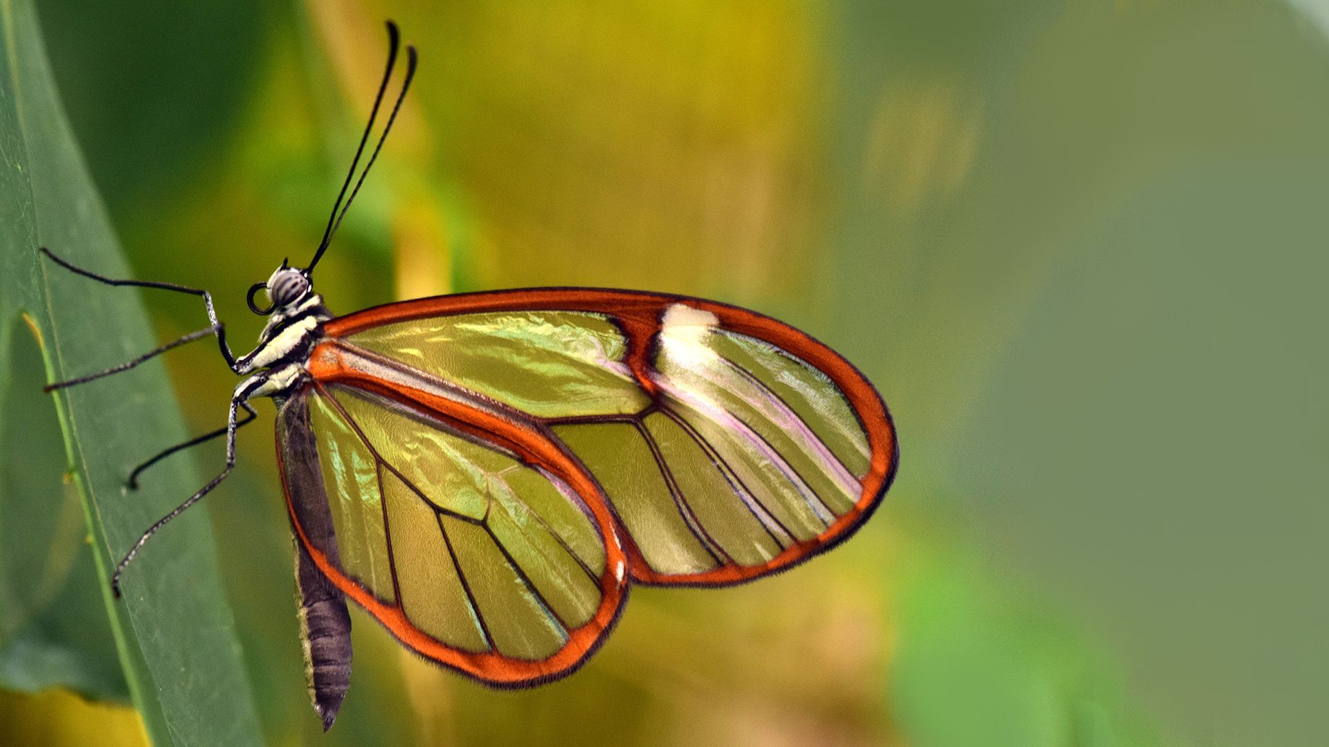 Puzzlopedia | Puzzle Glasswing butterfly