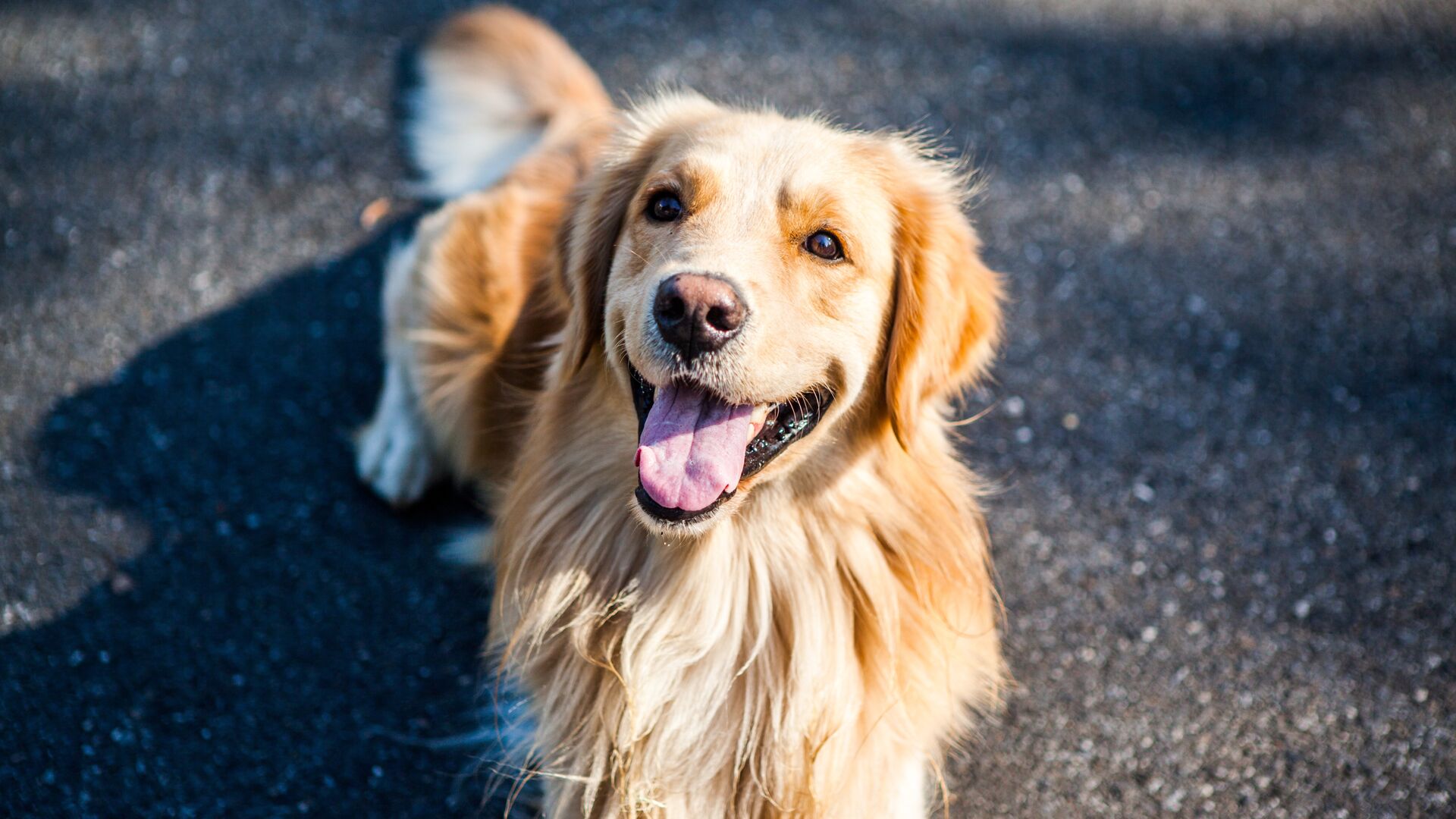 Puzzlopedia | Puzzle Golden Retriever