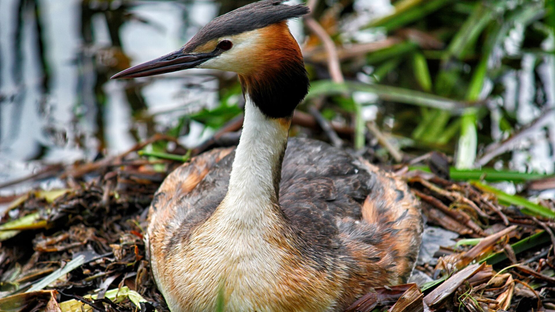 Puzzlopedia | Puzzle Great crested grebe