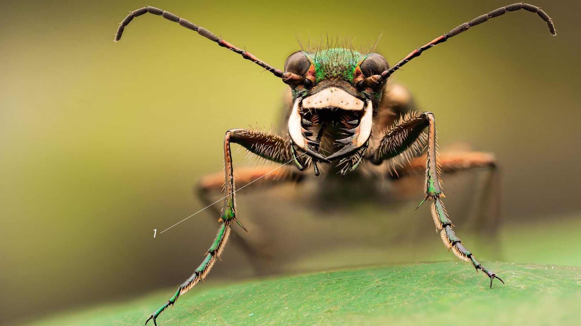 Puzzlopedia | Puzzle Green tiger beetle