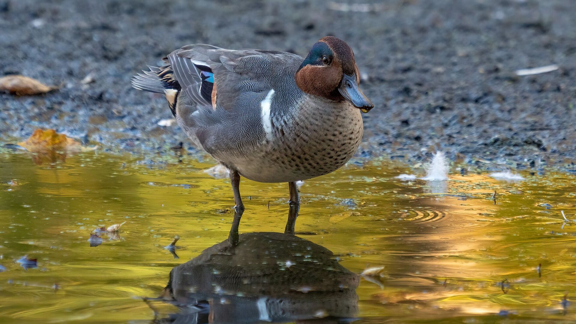 Puzzlopedia | Puzzle Green-winged teal