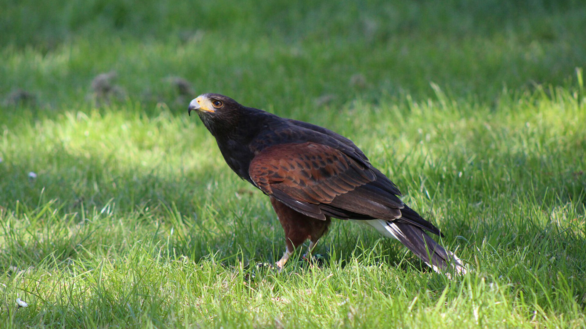Puzzlopedia | Puzzle Harris's hawk