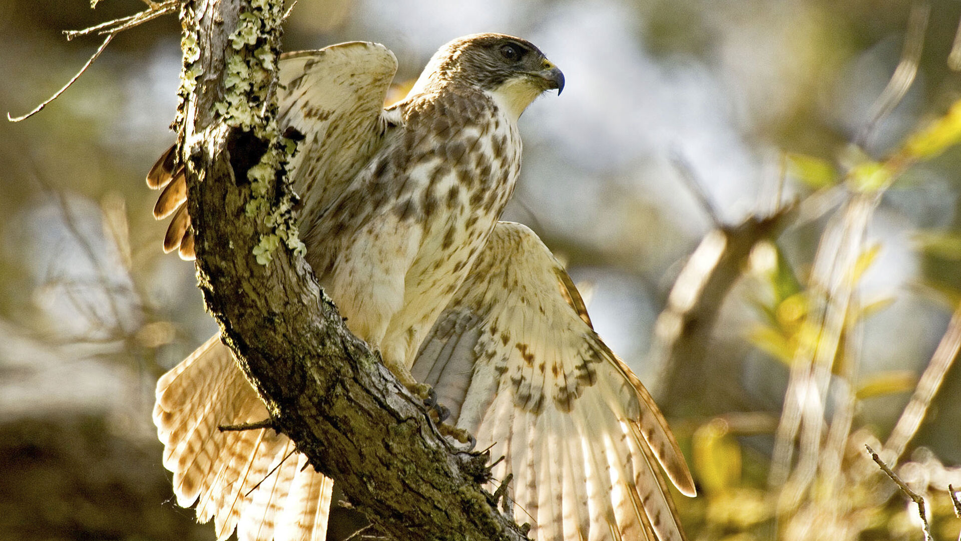 Puzzlopedia | Puzzle Hawaiian hawk