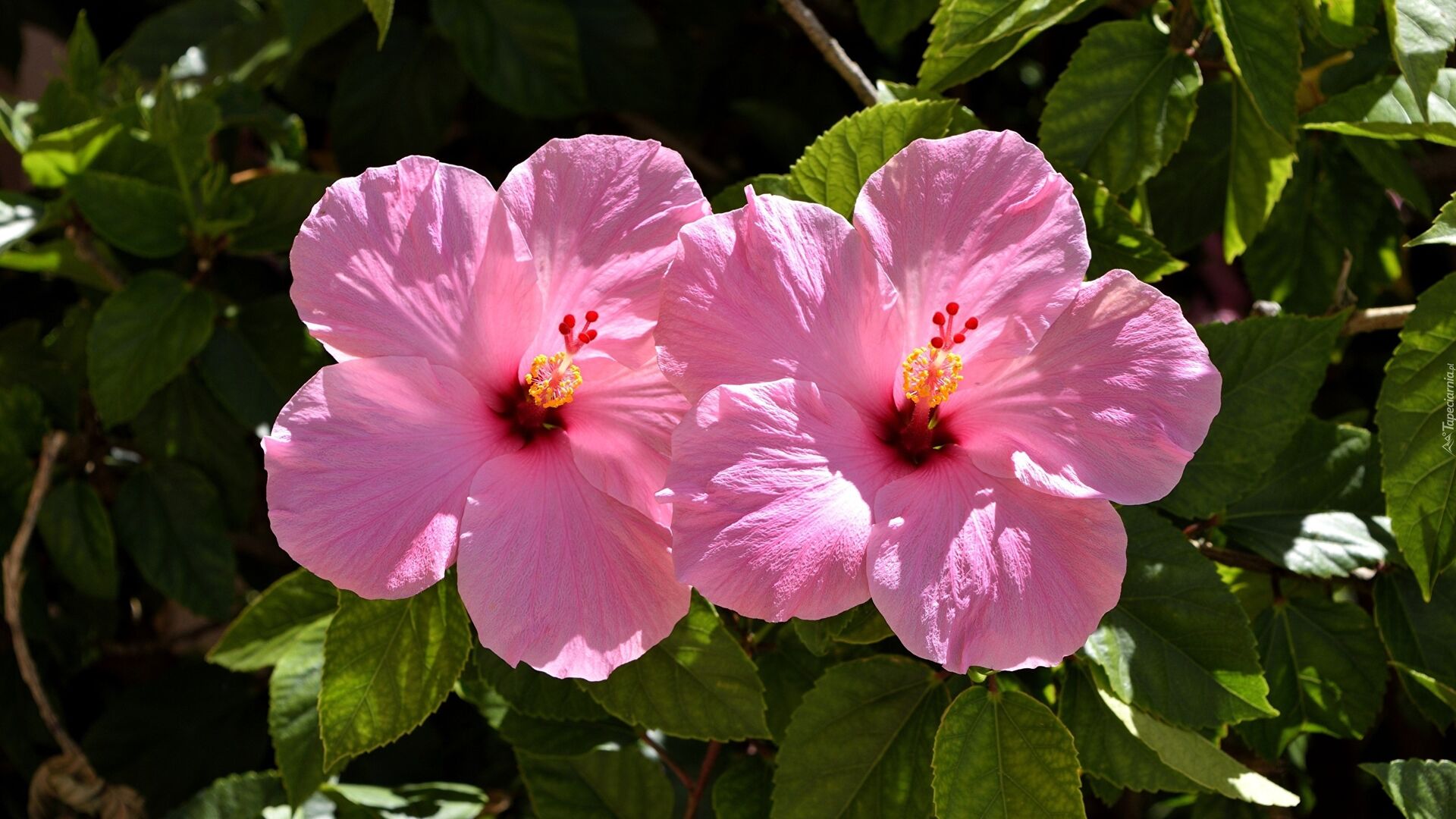 Puzzlopedia | Puzzle Hibiscus