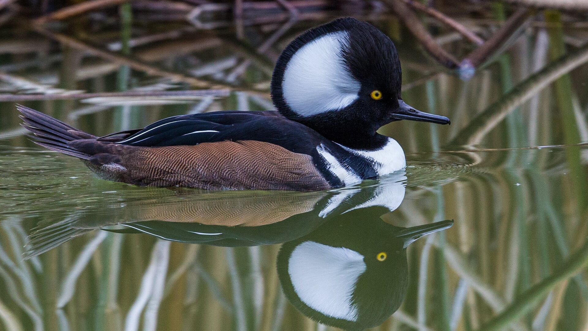 Puzzlopedia | Puzzle Hooded merganser