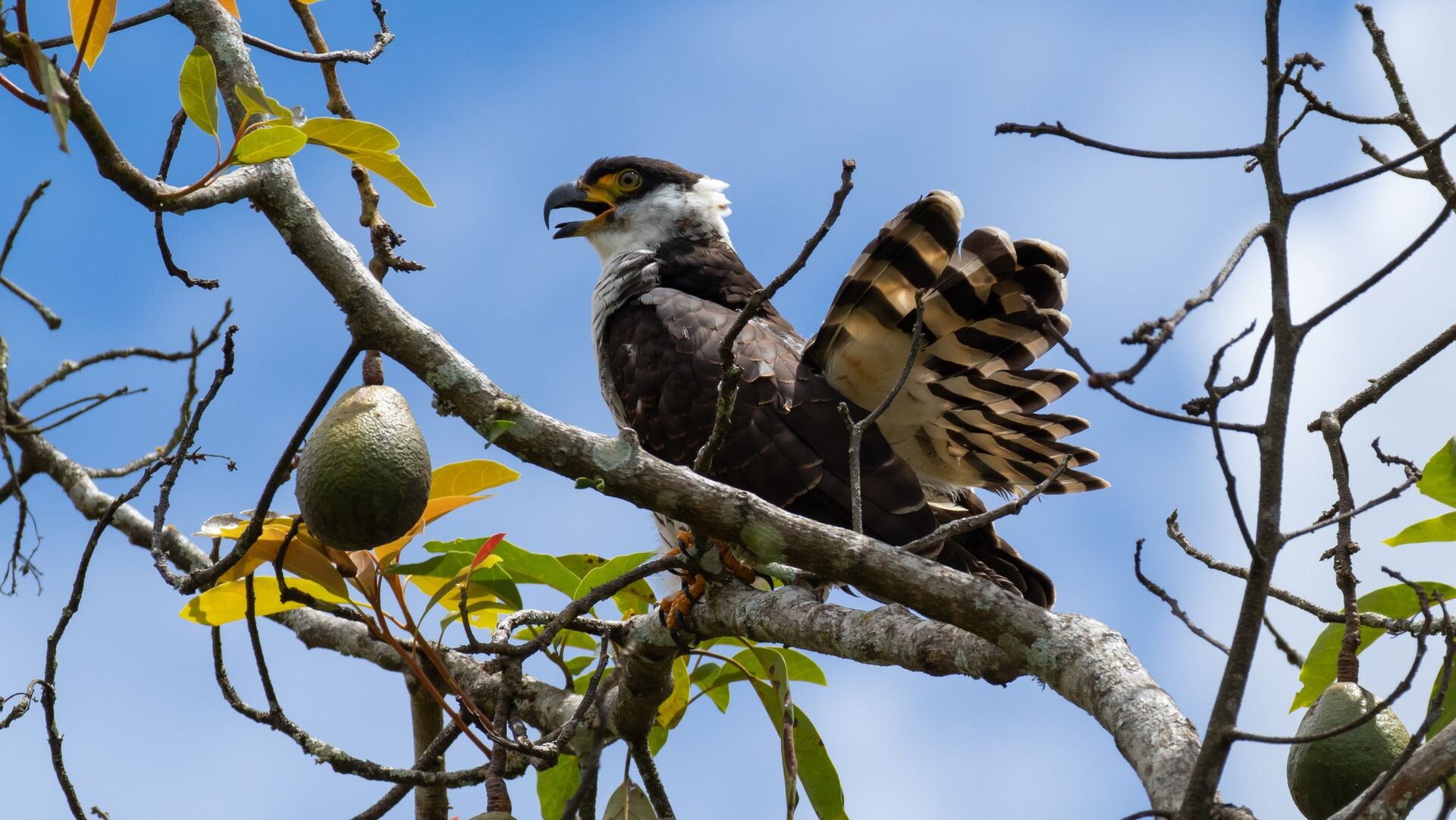 Puzzlopedia | Puzzle Hook-billed kite