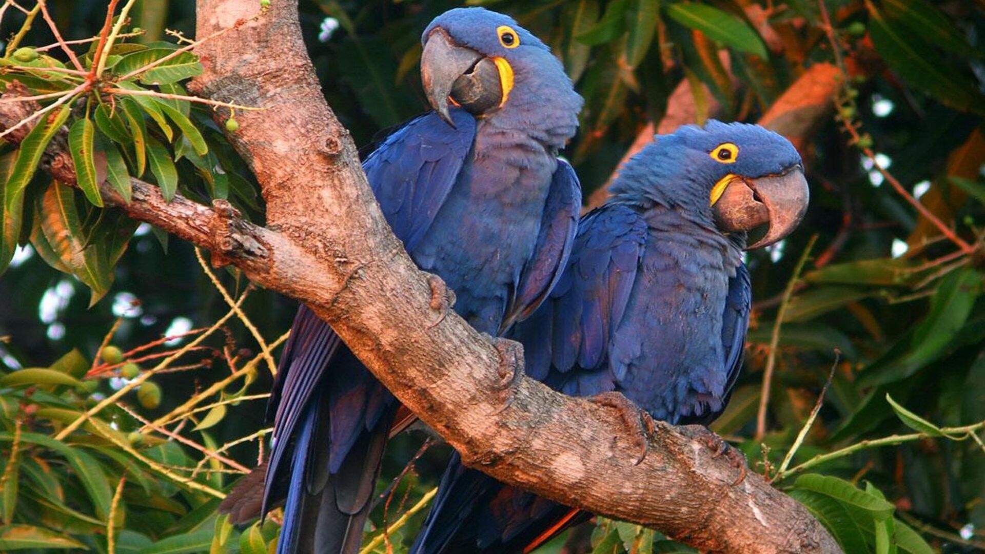 Puzzlopedia | Puzzle Hyacinth macaw