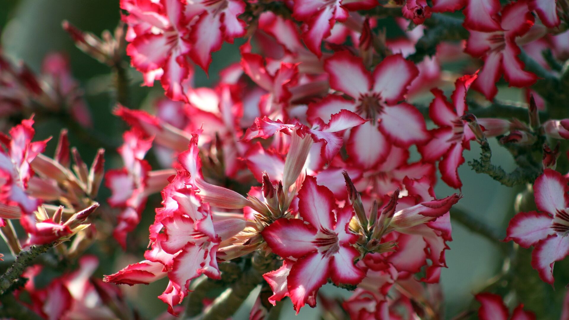 Puzzlopedia | Puzzle Impala lily