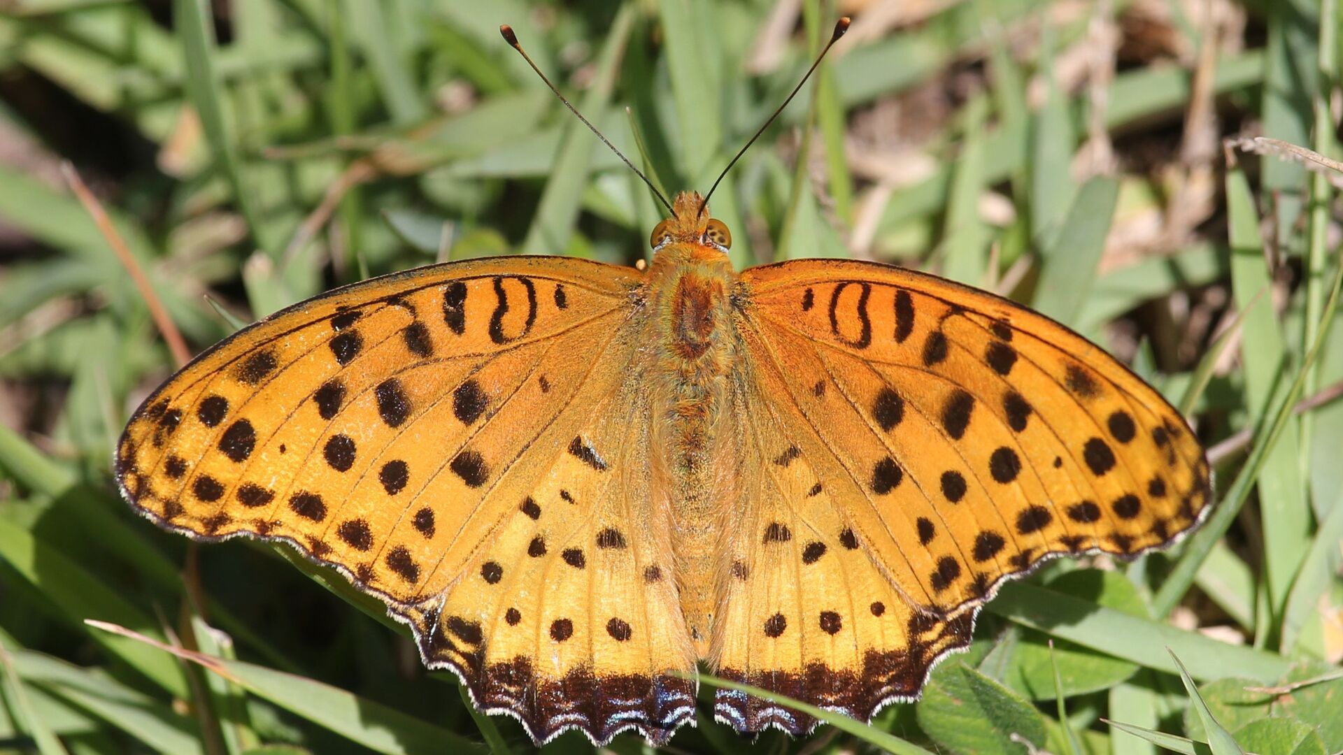 Puzzlopedia | Puzzle Indian fritillary