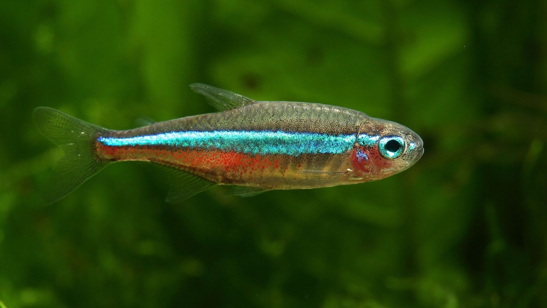 Puzzlopedia | Puzzle Iridescence