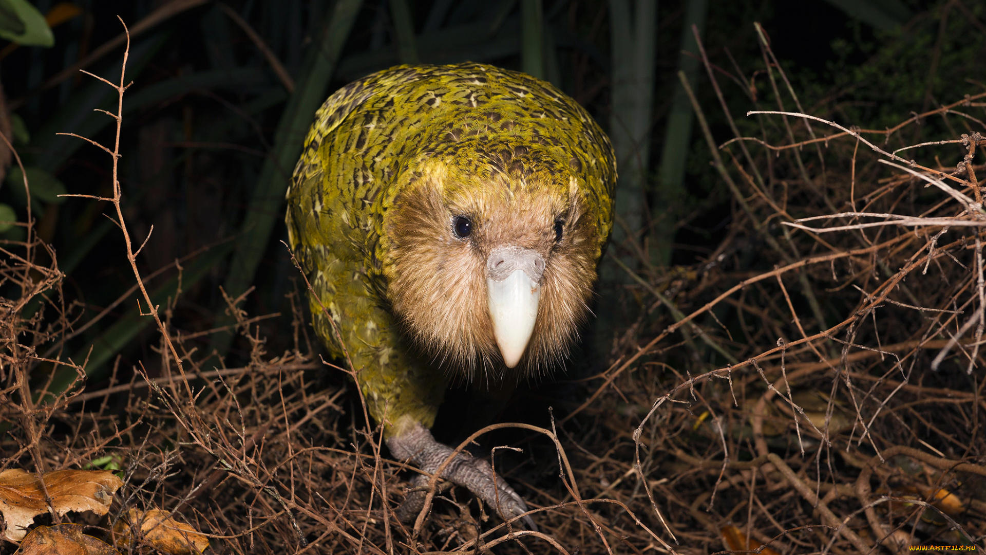 Puzzlopedia | Puzzle Kākāpō