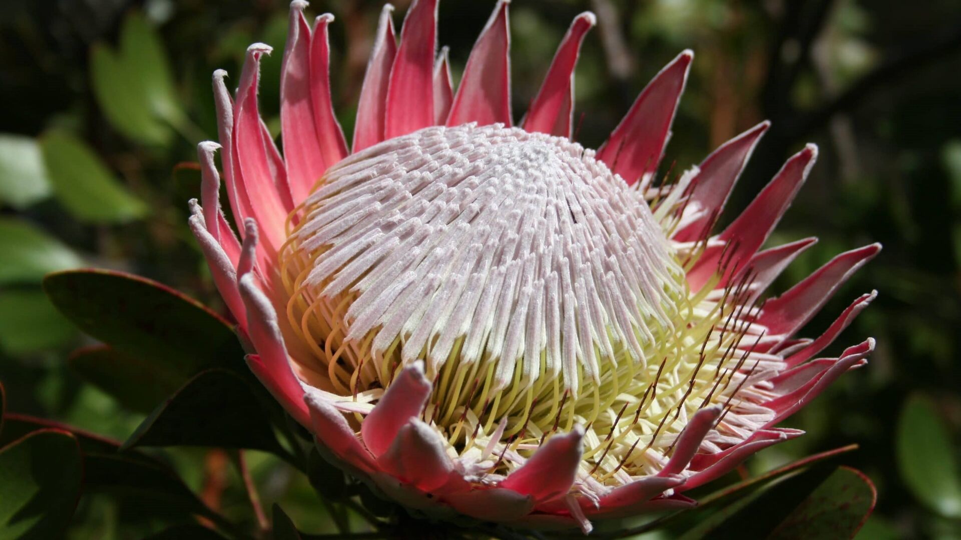 Puzzlopedia | Puzzle King protea