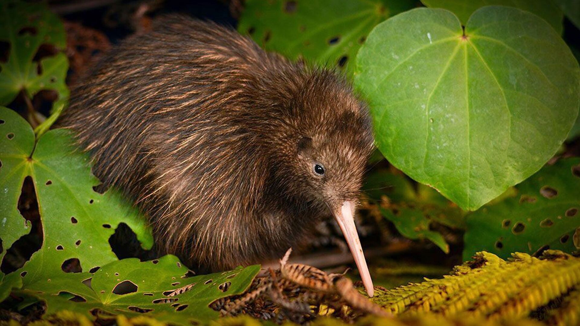 Puzzlopedia | Puzzle Kiwi