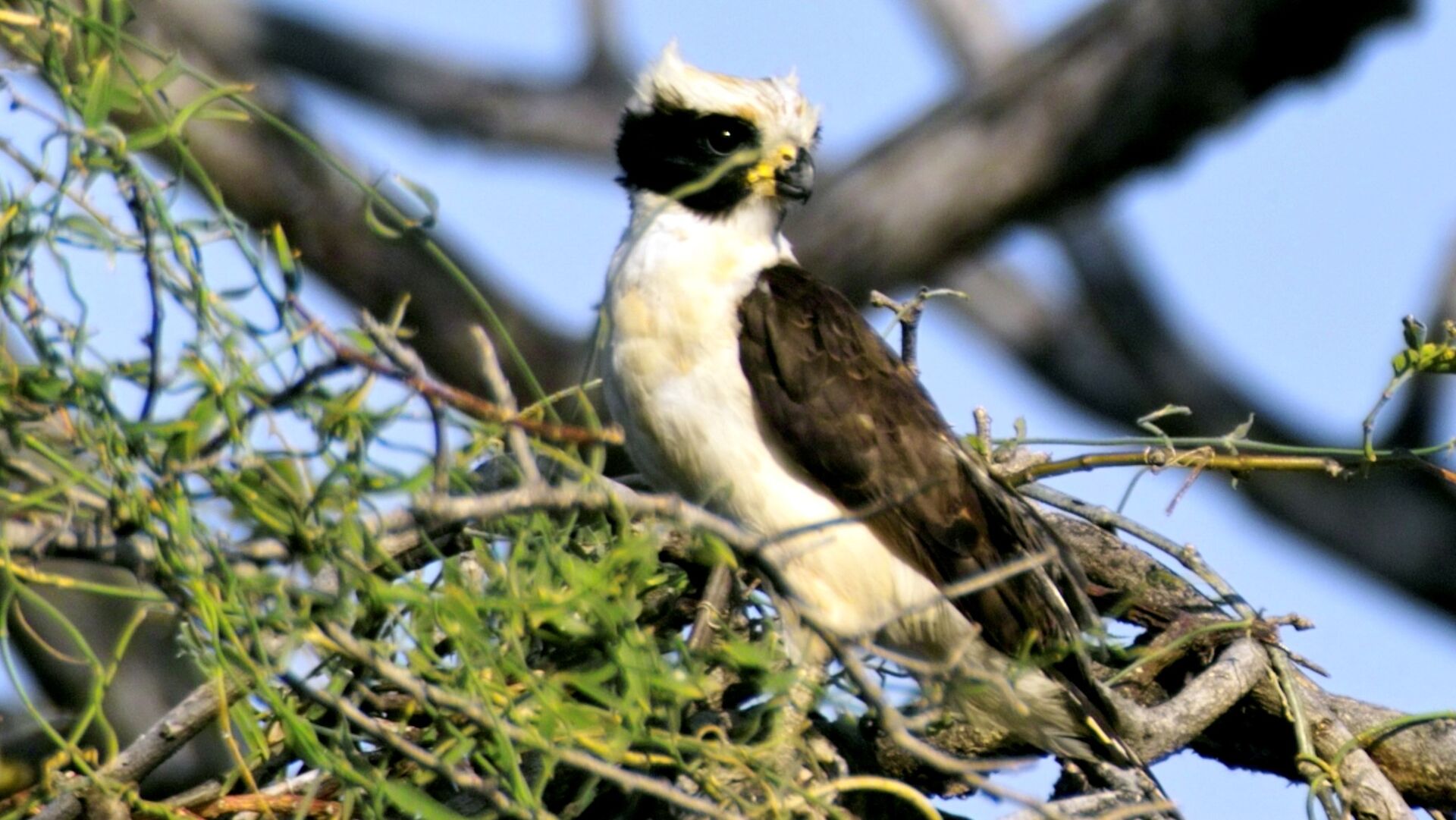 Puzzlopedia | Puzzle Laughing falcon