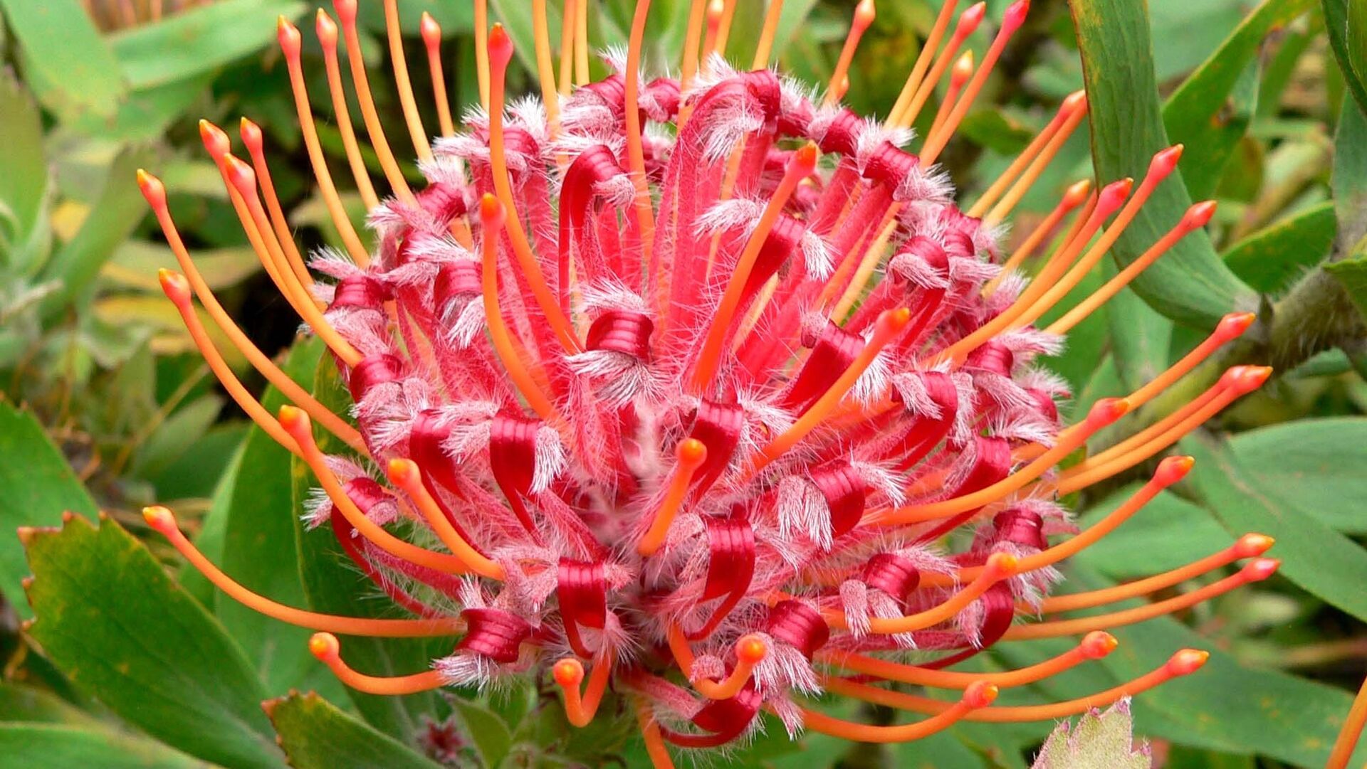 Puzzlopedia | Puzzle Leucospermum