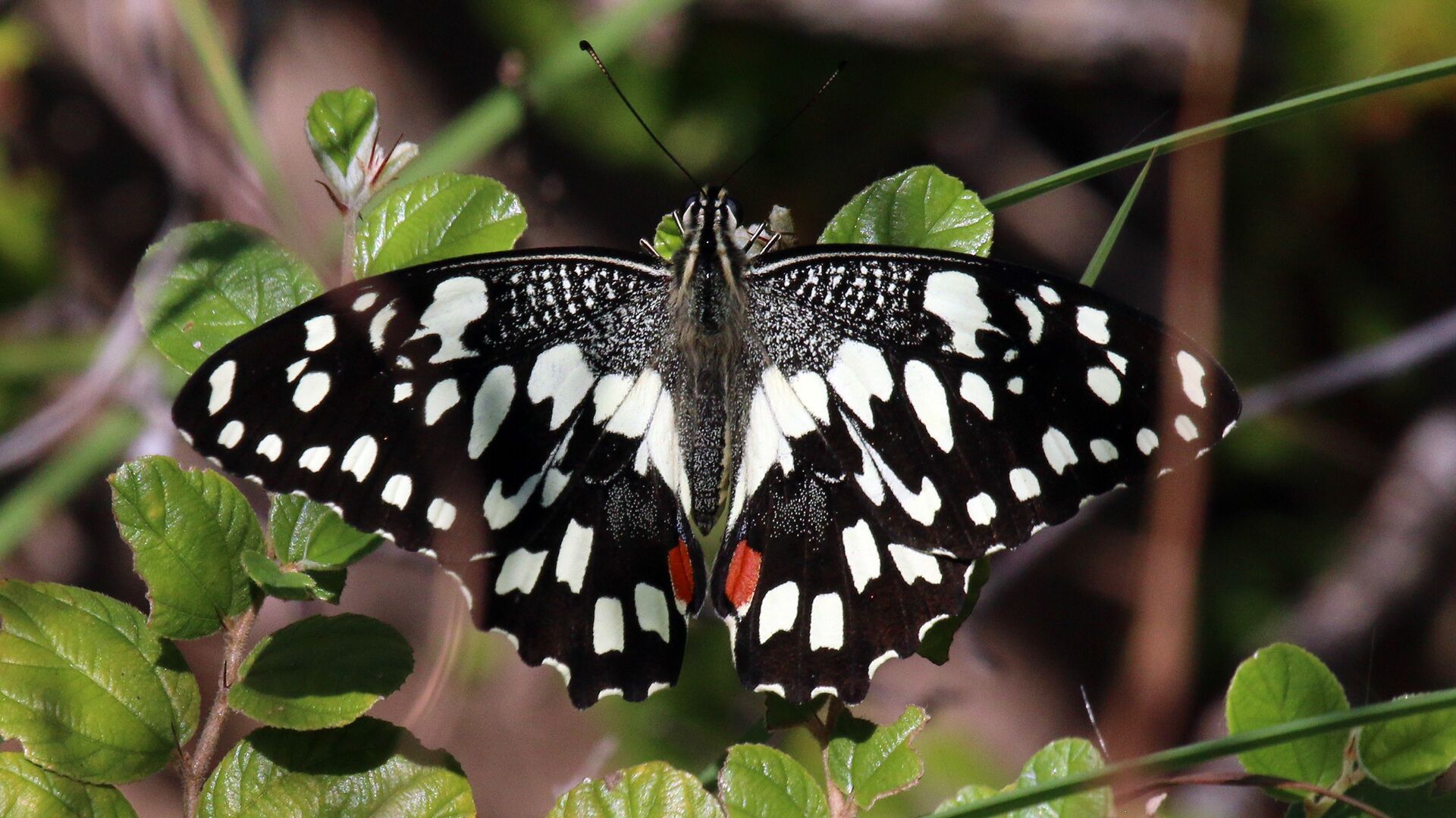 Puzzlopedia | Puzzle Lime butterfly
