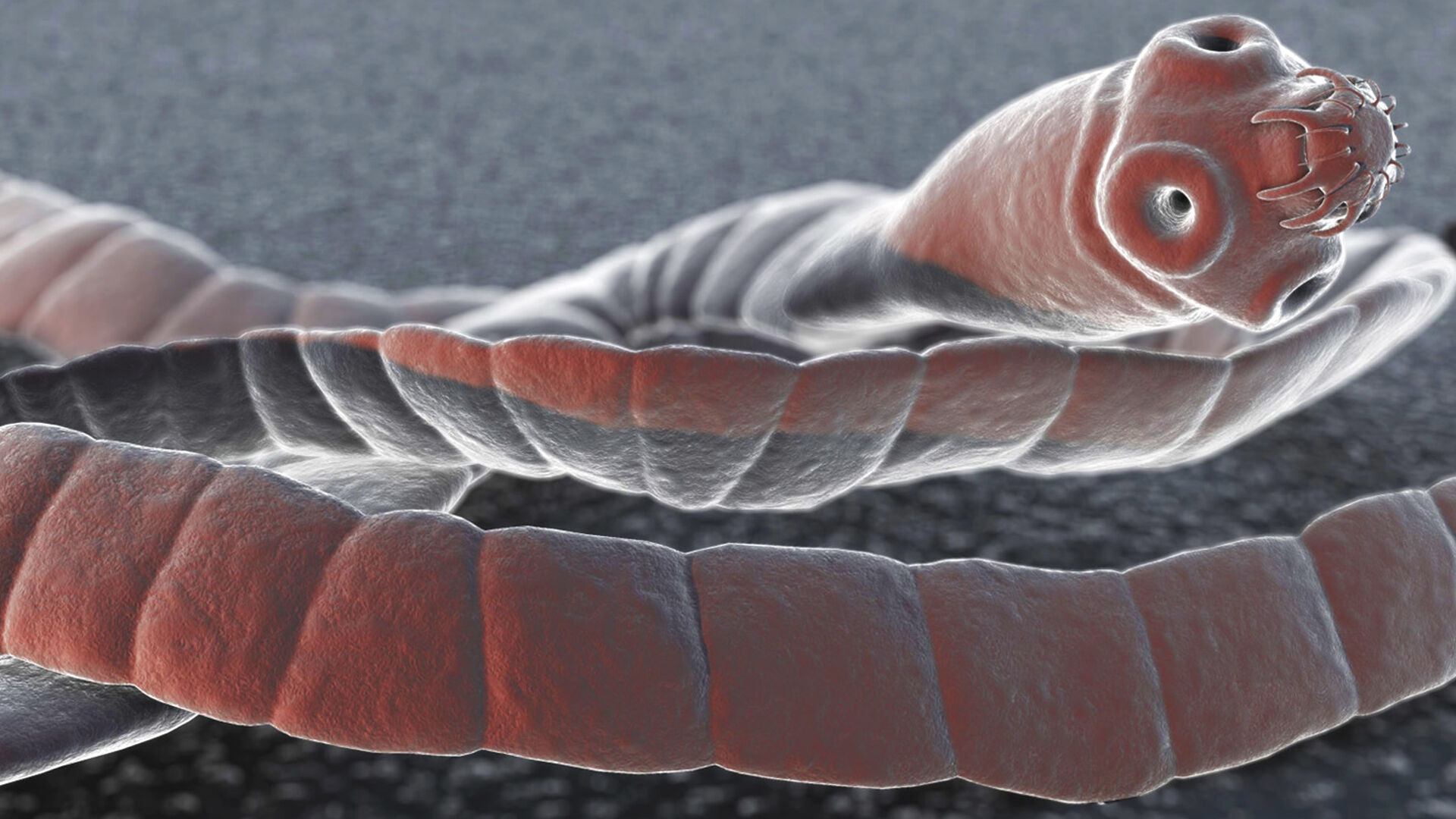 Puzzlopedia | Puzzle Living in the gut