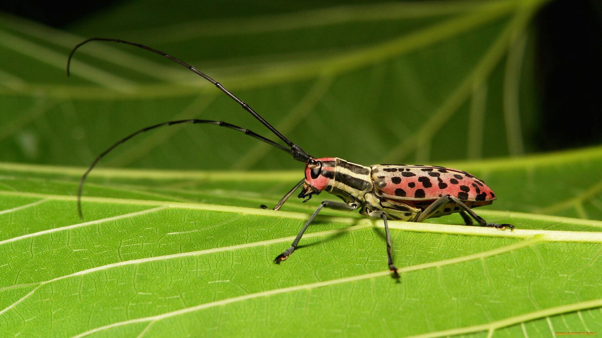 Puzzlopedia | Puzzle Longhorn's beetle antennae