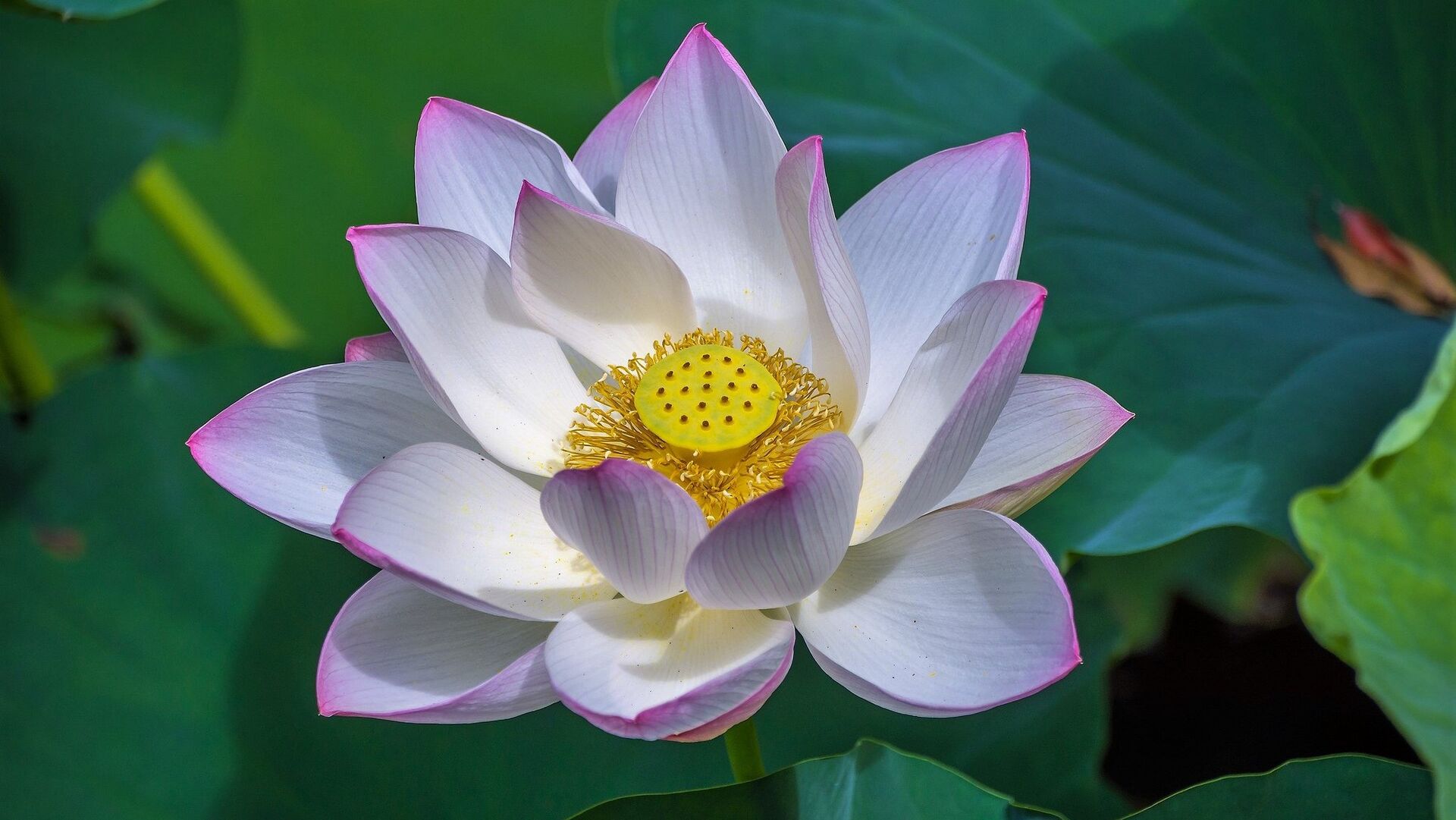 Puzzlopedia | Puzzle Lotus