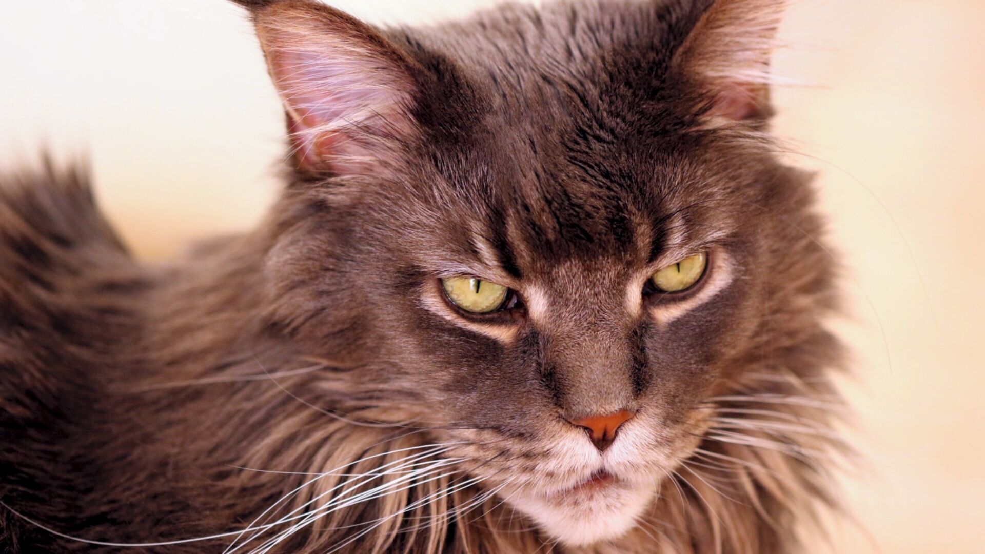 Puzzlopedia | Puzzle Maine coon cat