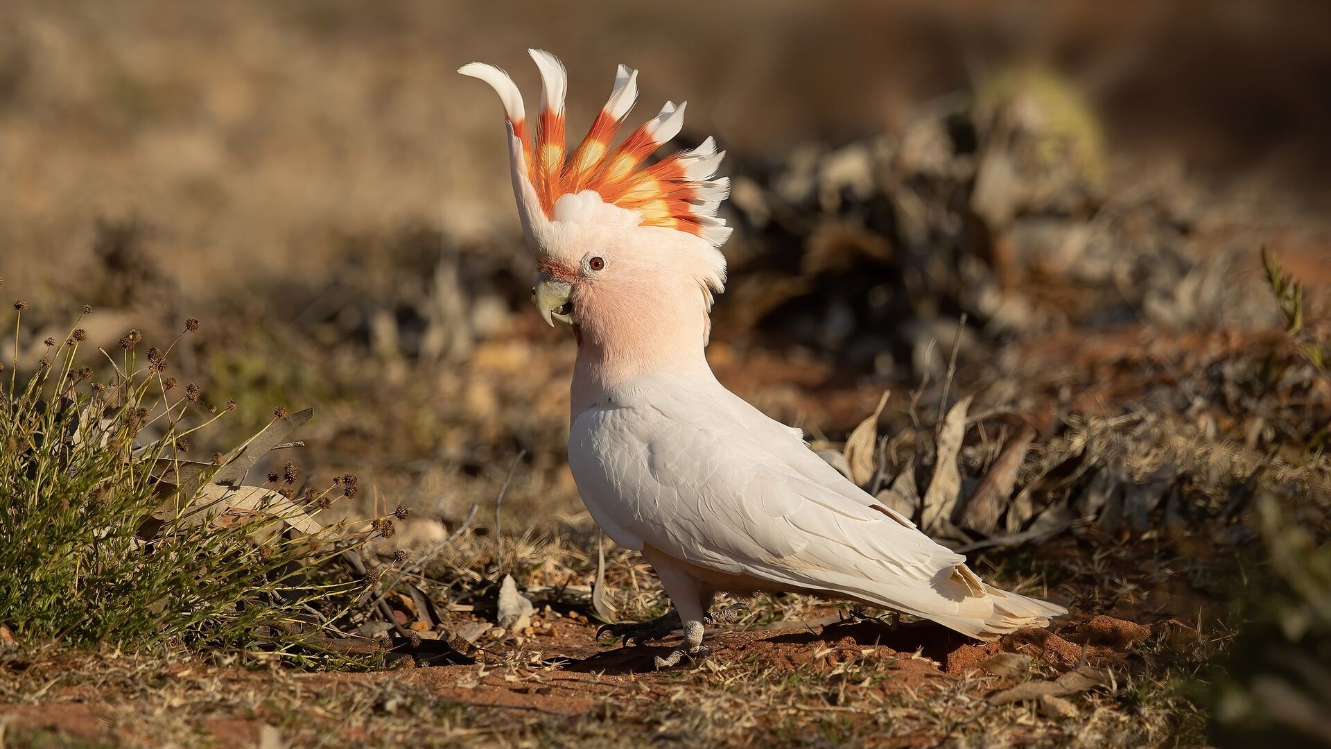 Puzzlopedia | Puzzle Major Mitchell's cockatoo