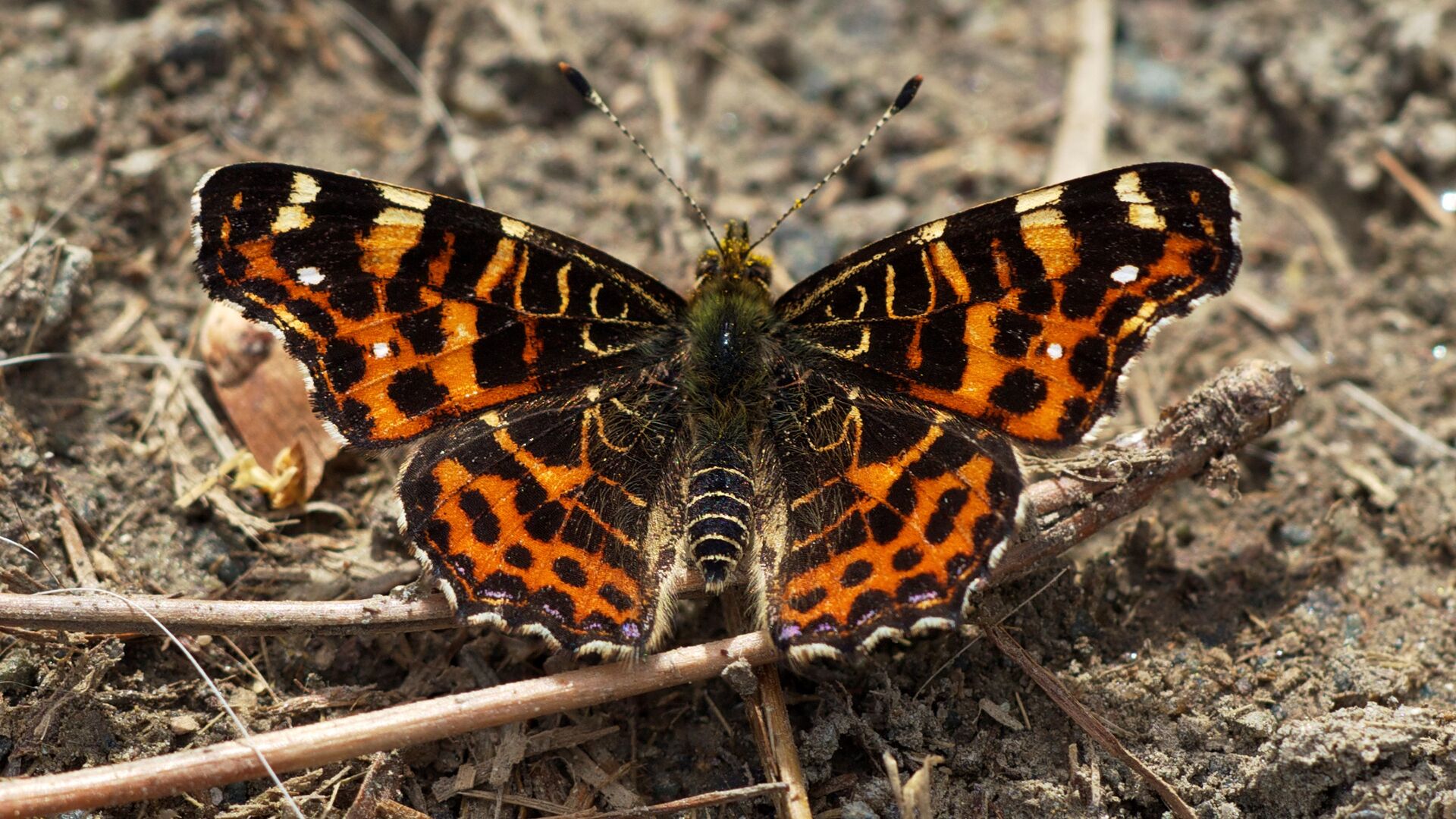 Puzzlopedia | Puzzle Map