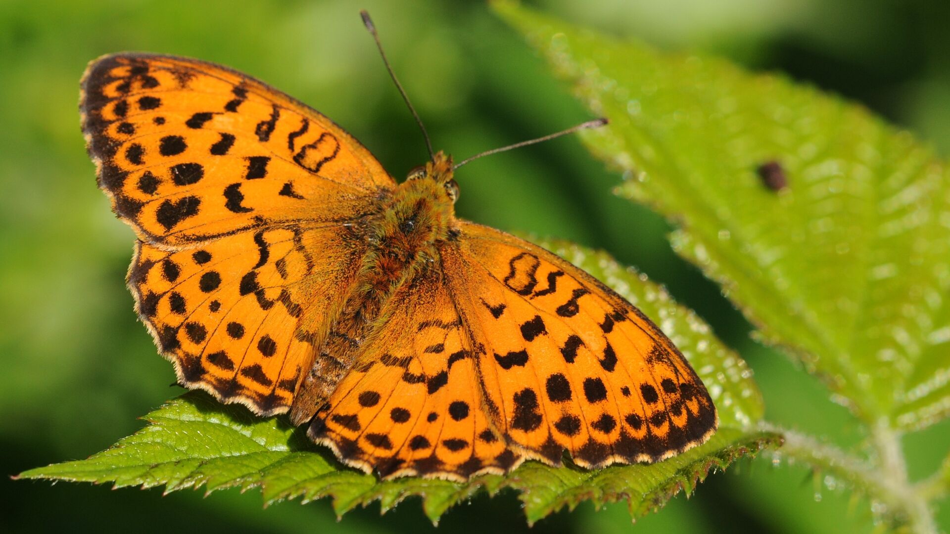Puzzlopedia | Puzzle Marbled fritillary