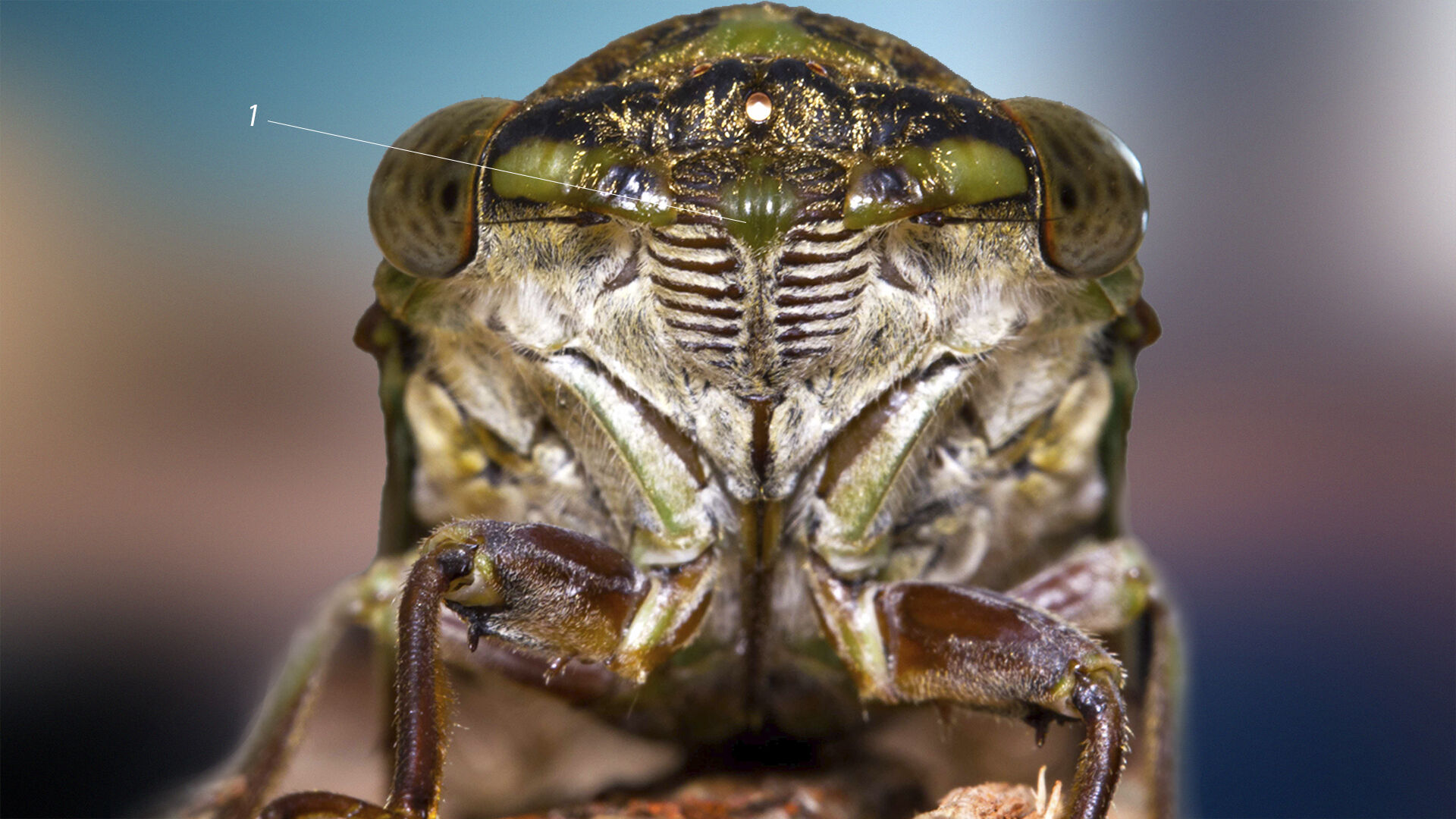 Puzzlopedia | Puzzle Megatibicen resh