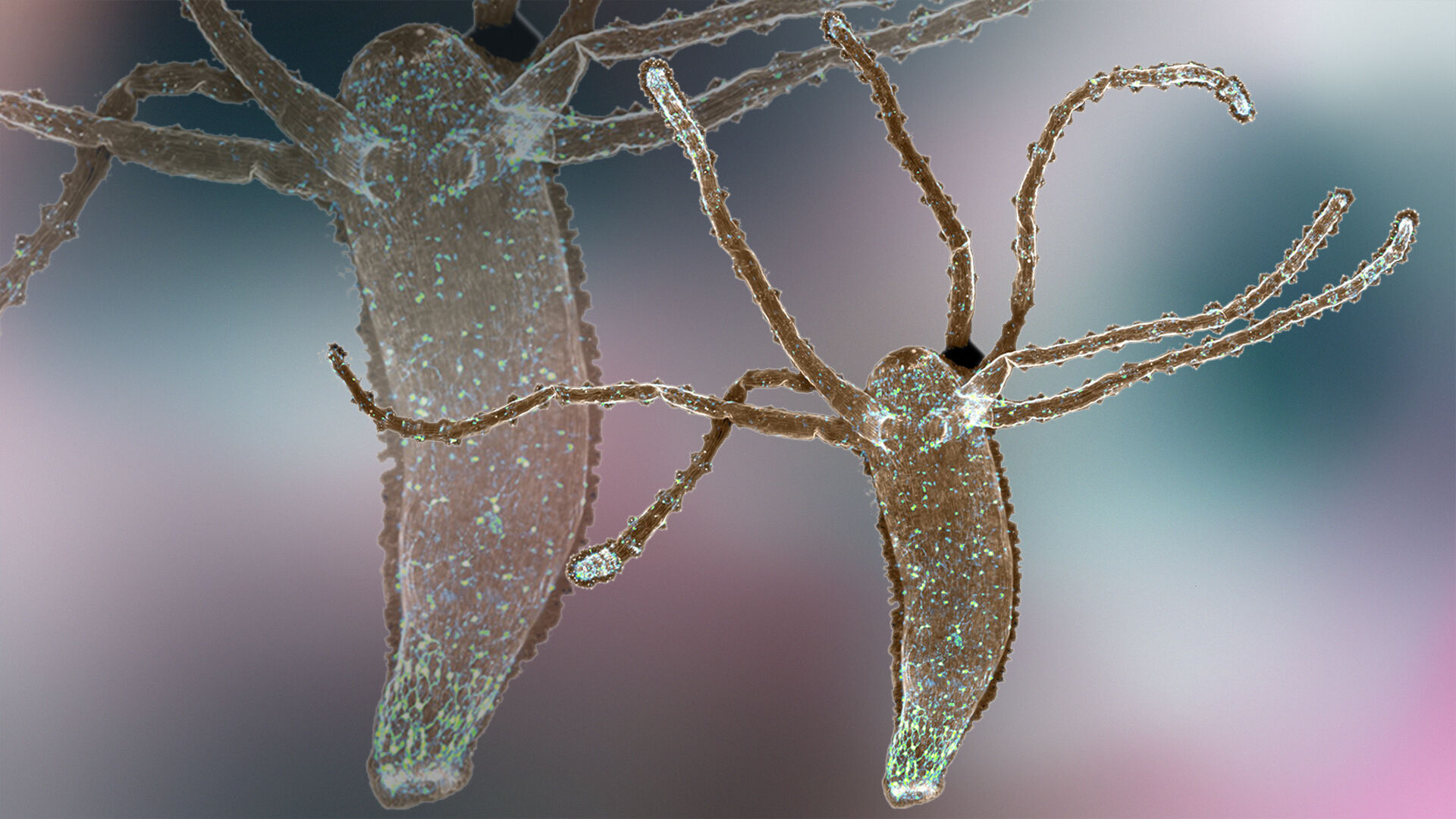 Puzzlopedia | Puzzle Microbial predator