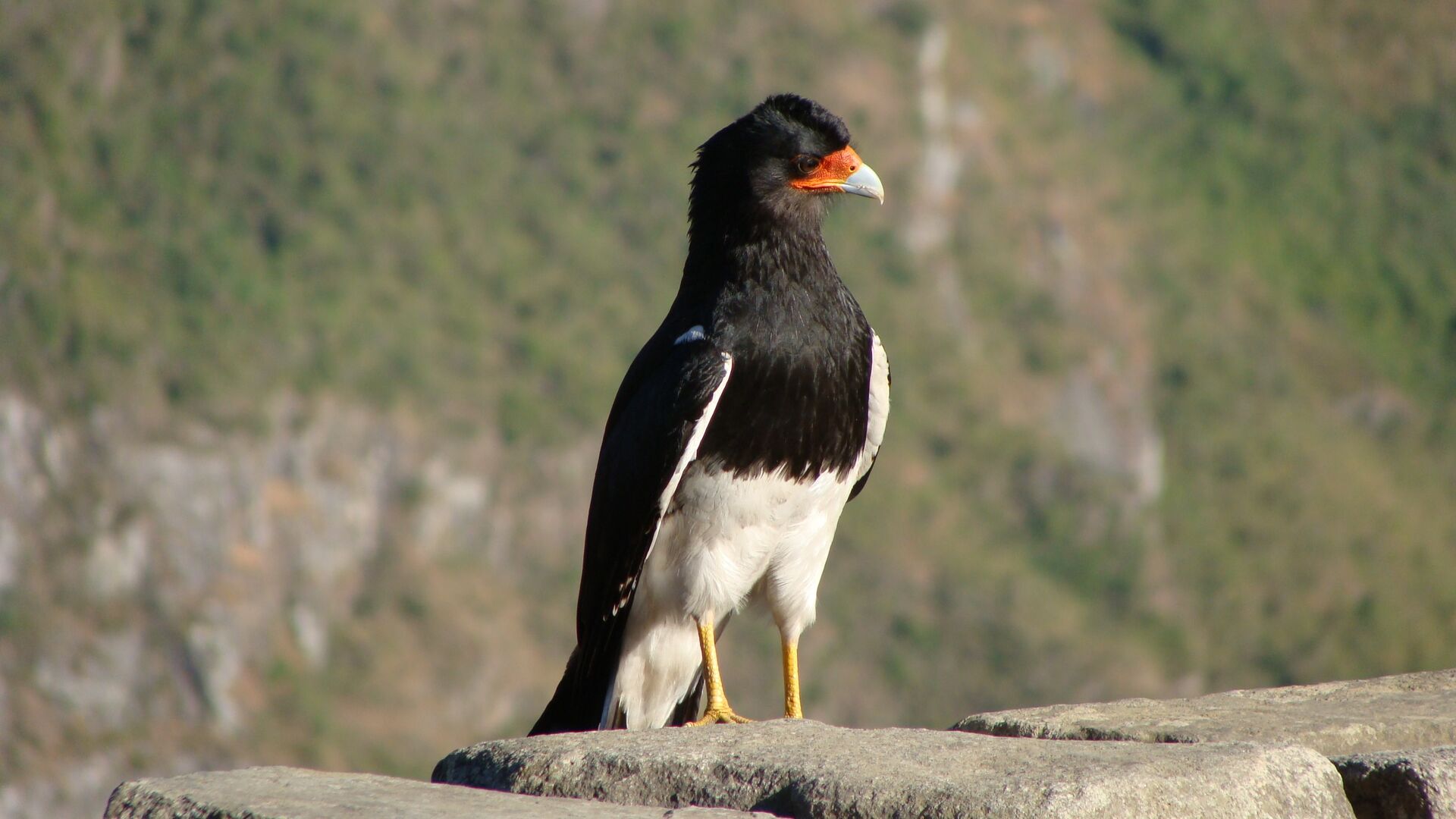 Puzzlopedia | Puzzle Mountain caracara