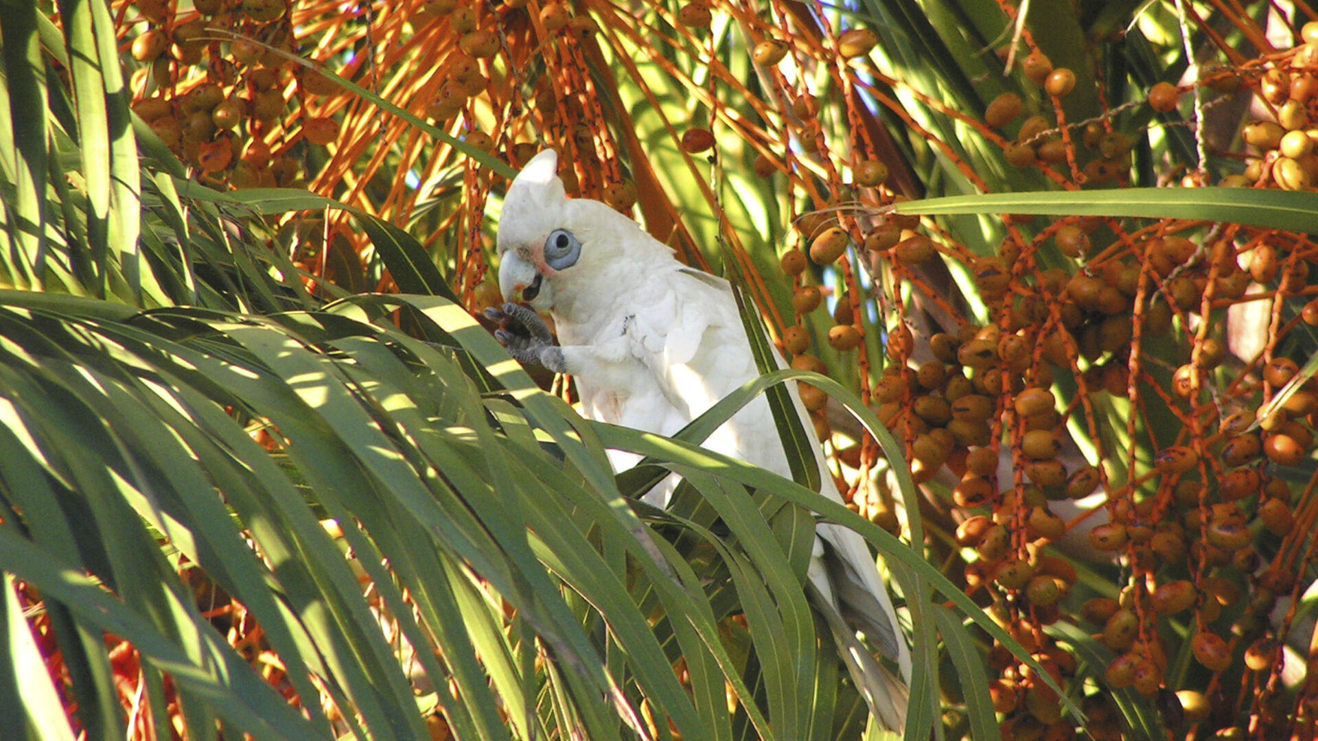 Puzzlopedia | Puzzle Muir's corella