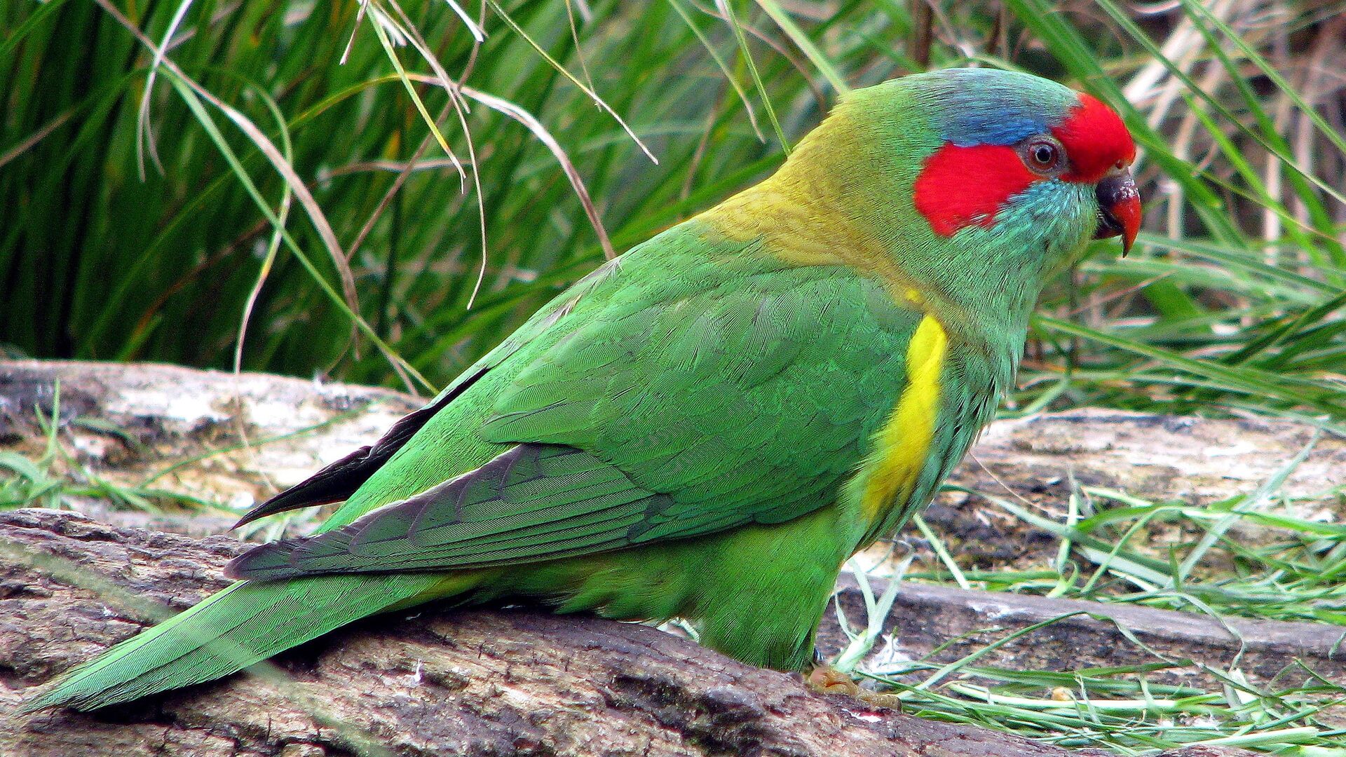 Puzzlopedia | Puzzle Musk lorikeet
