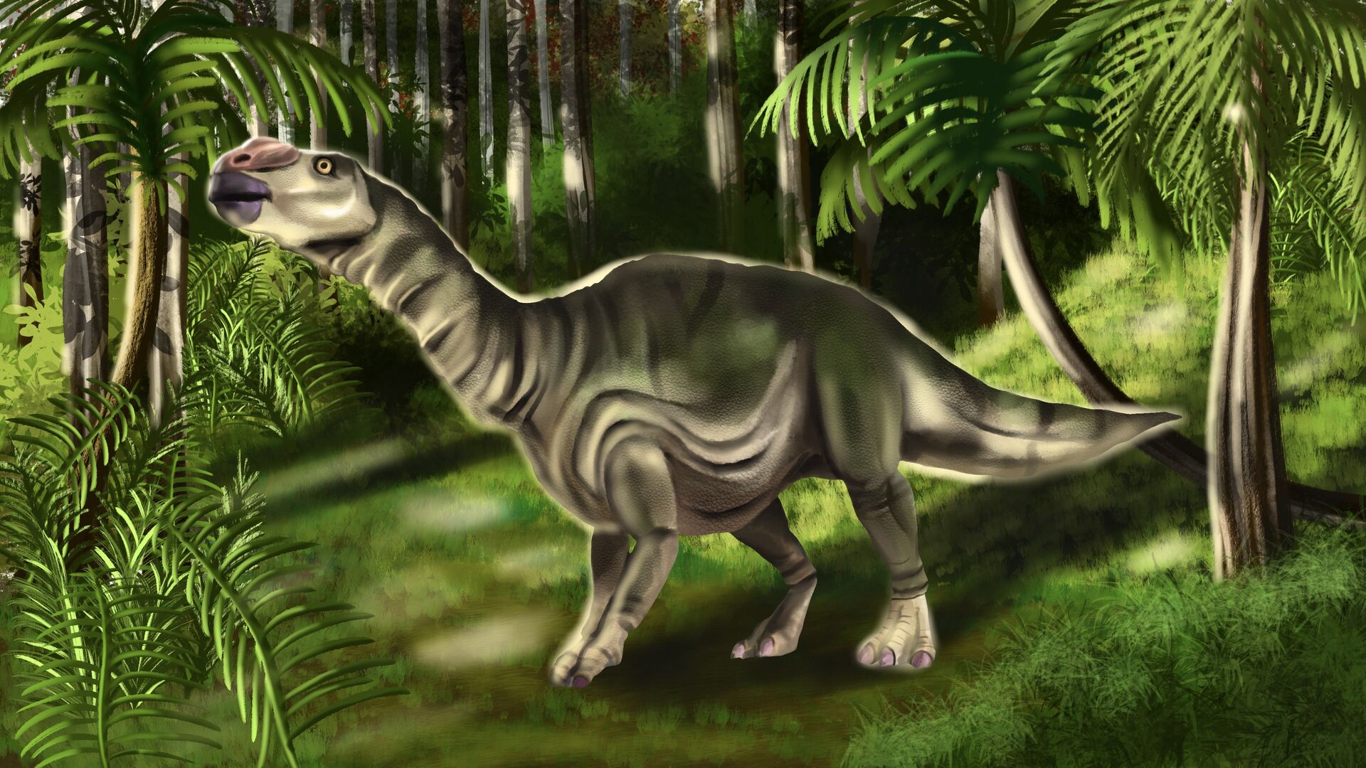 Puzzlopedia | Puzzle Muttaburrasaurus (Cretaceous)