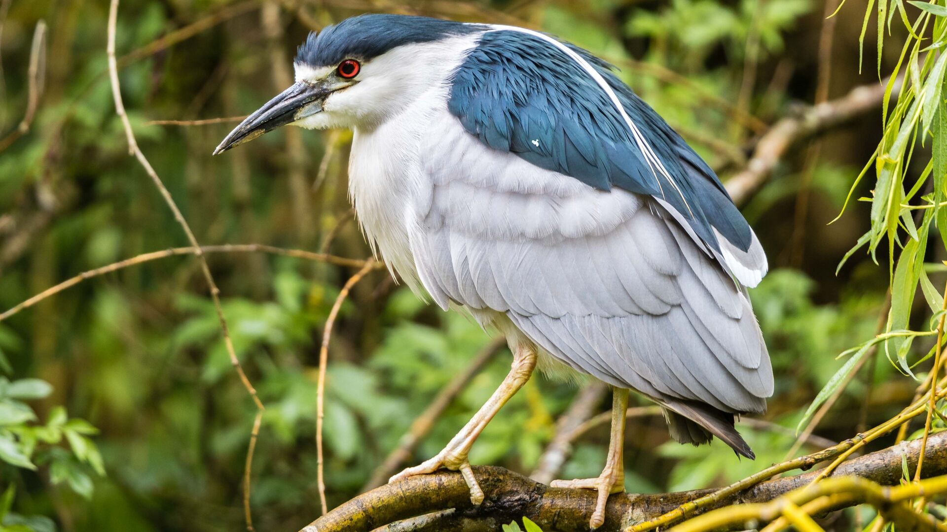 Puzzlopedia | Puzzle Night heron