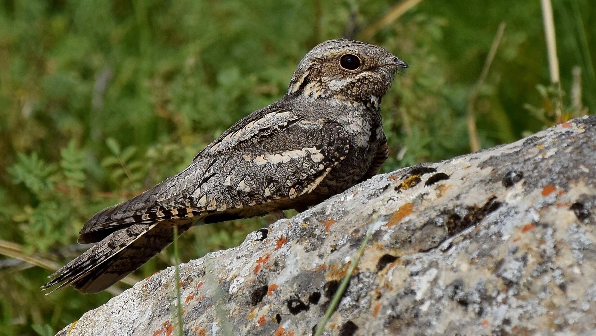 Puzzlopedia | Puzzle Nightjar