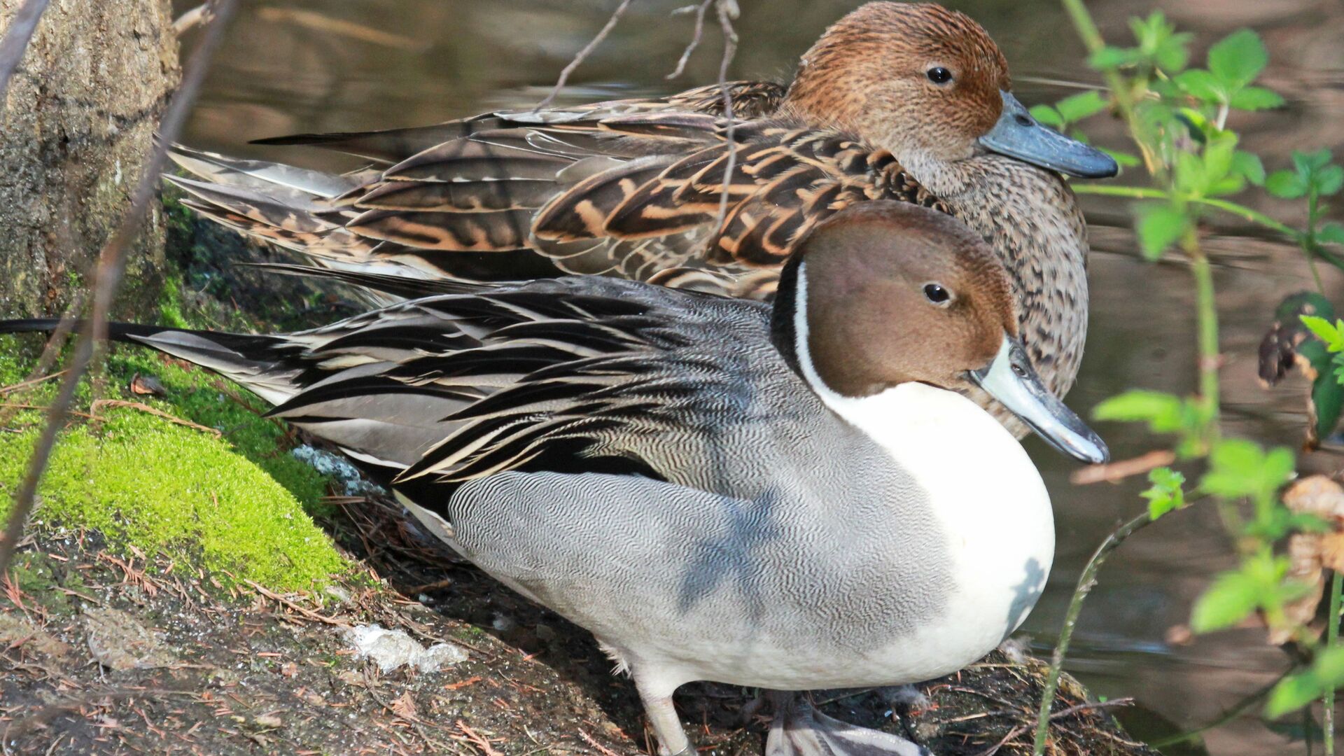 Puzzlopedia | Puzzle Northern pintail