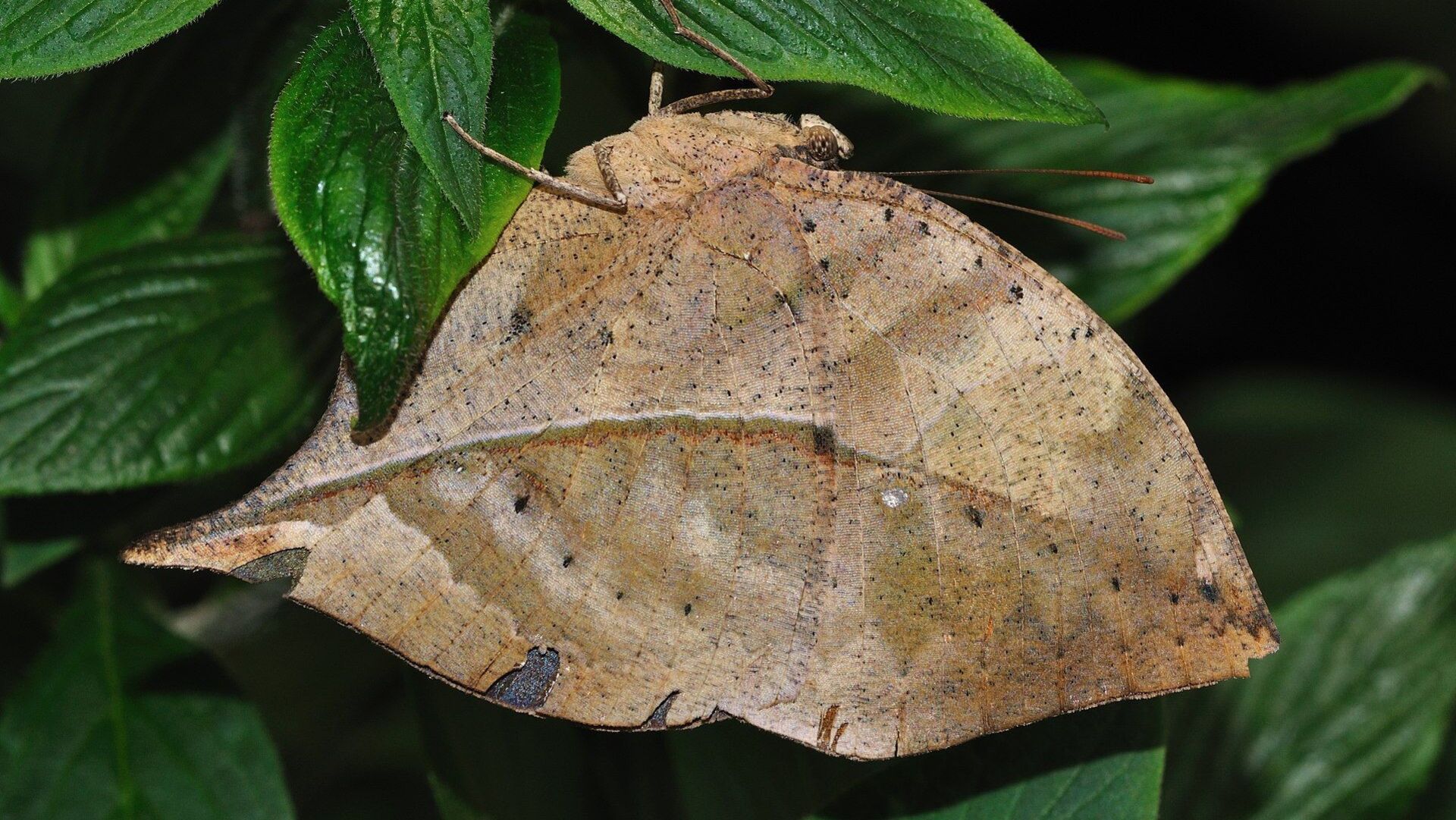 Puzzlopedia | Puzzle Orange oakleaf