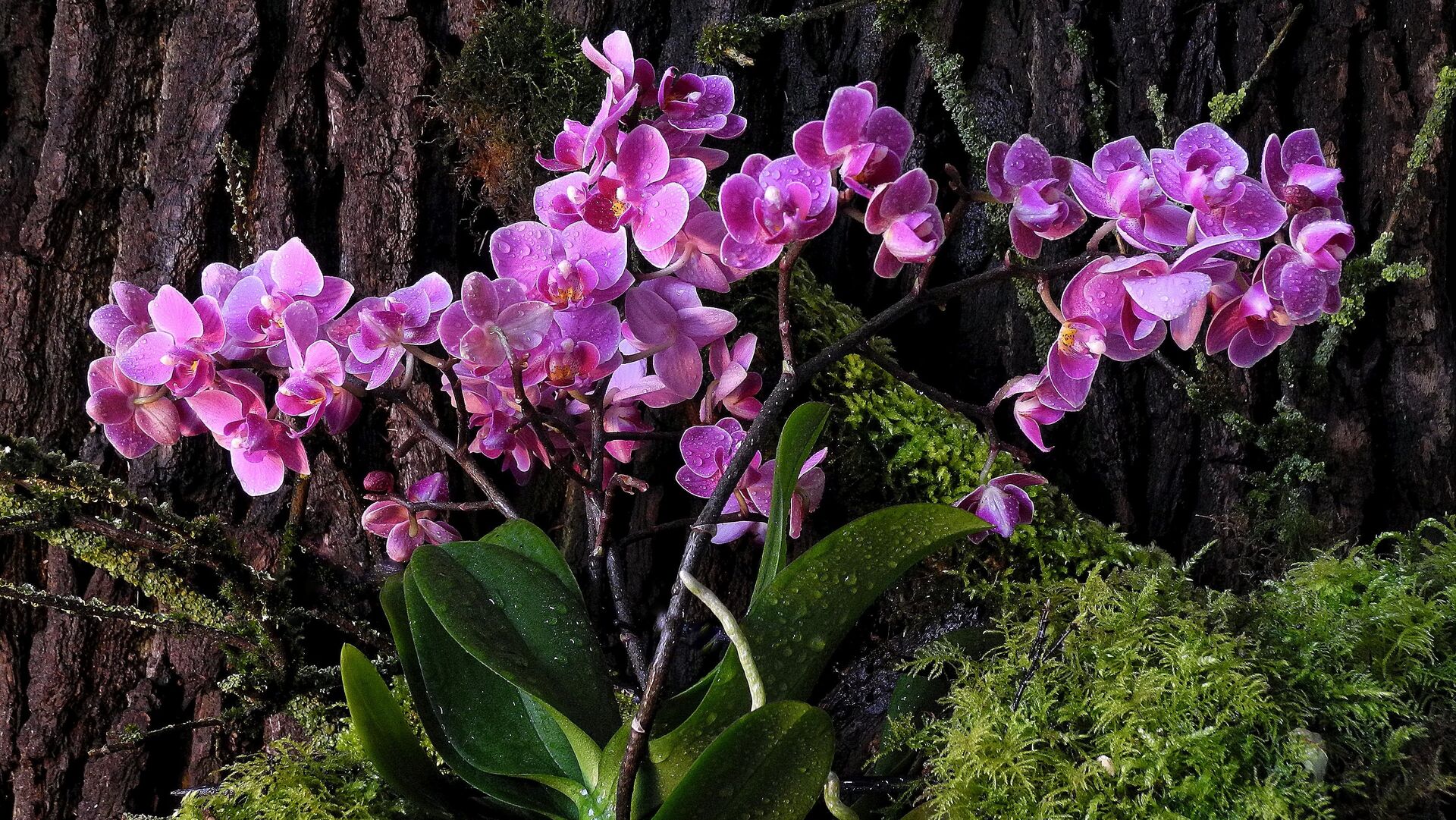 Puzzlopedia | Puzzle Orchid