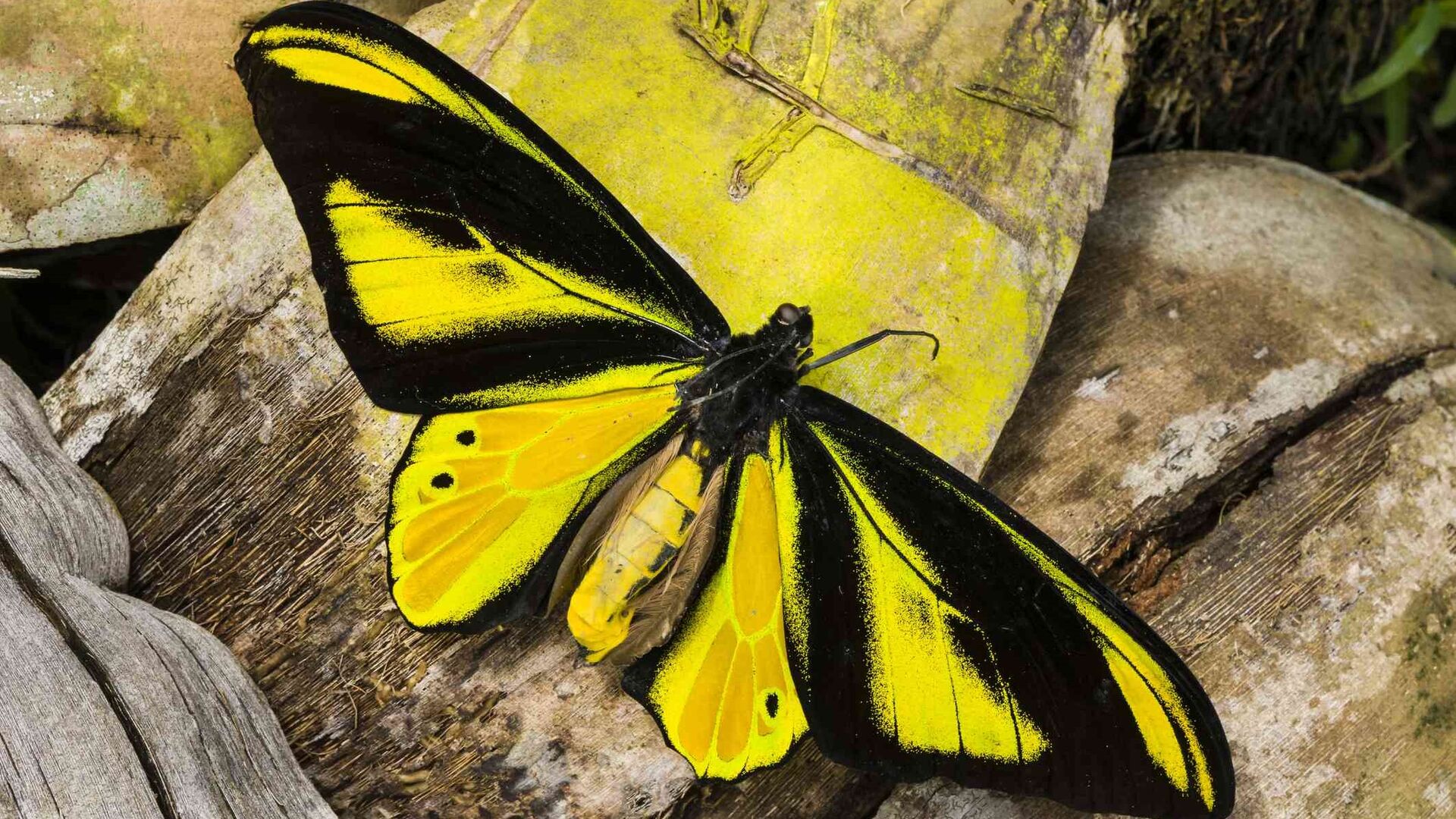 Puzzlopedia | Puzzle Ornithoptera chimaera