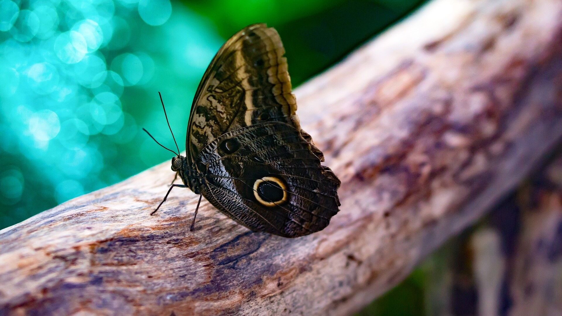 Puzzlopedia | Puzzle Owl butterfly