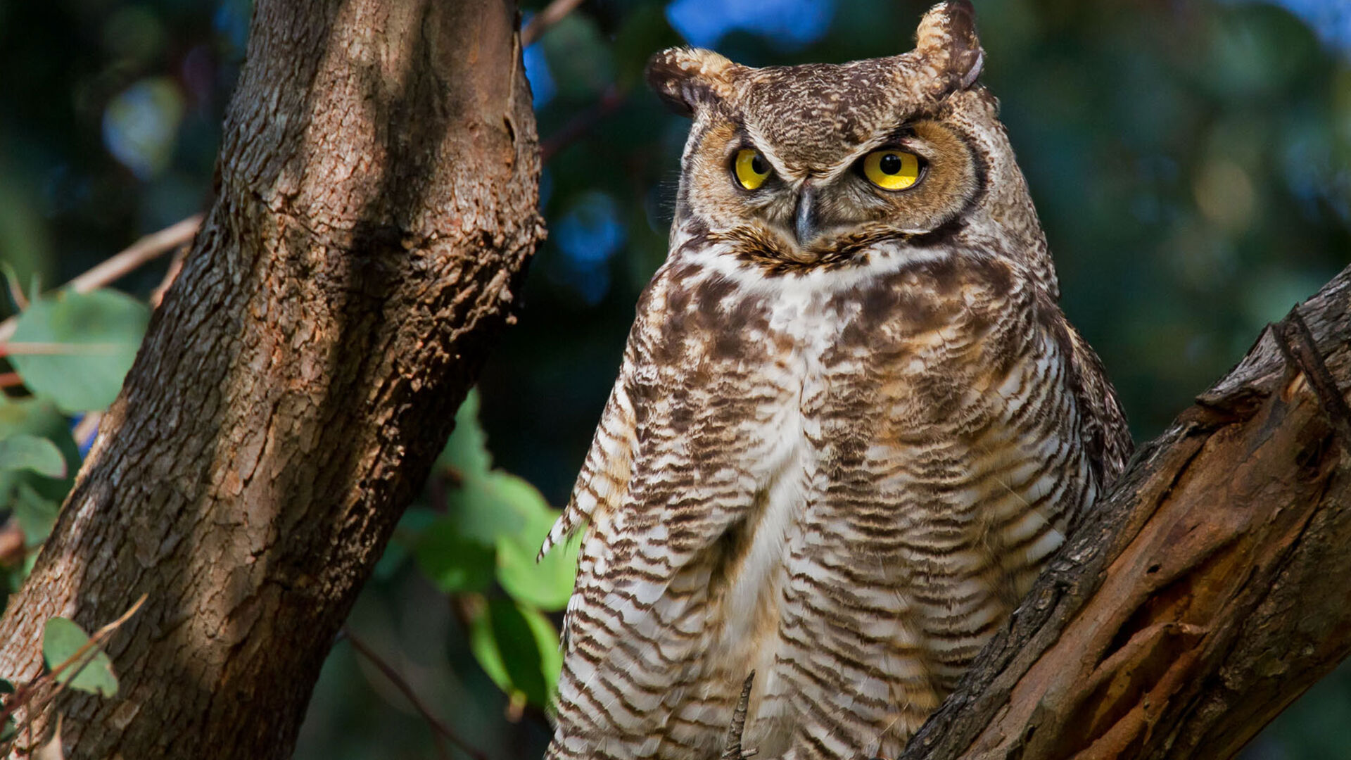 Puzzlopedia | Puzzle Owl