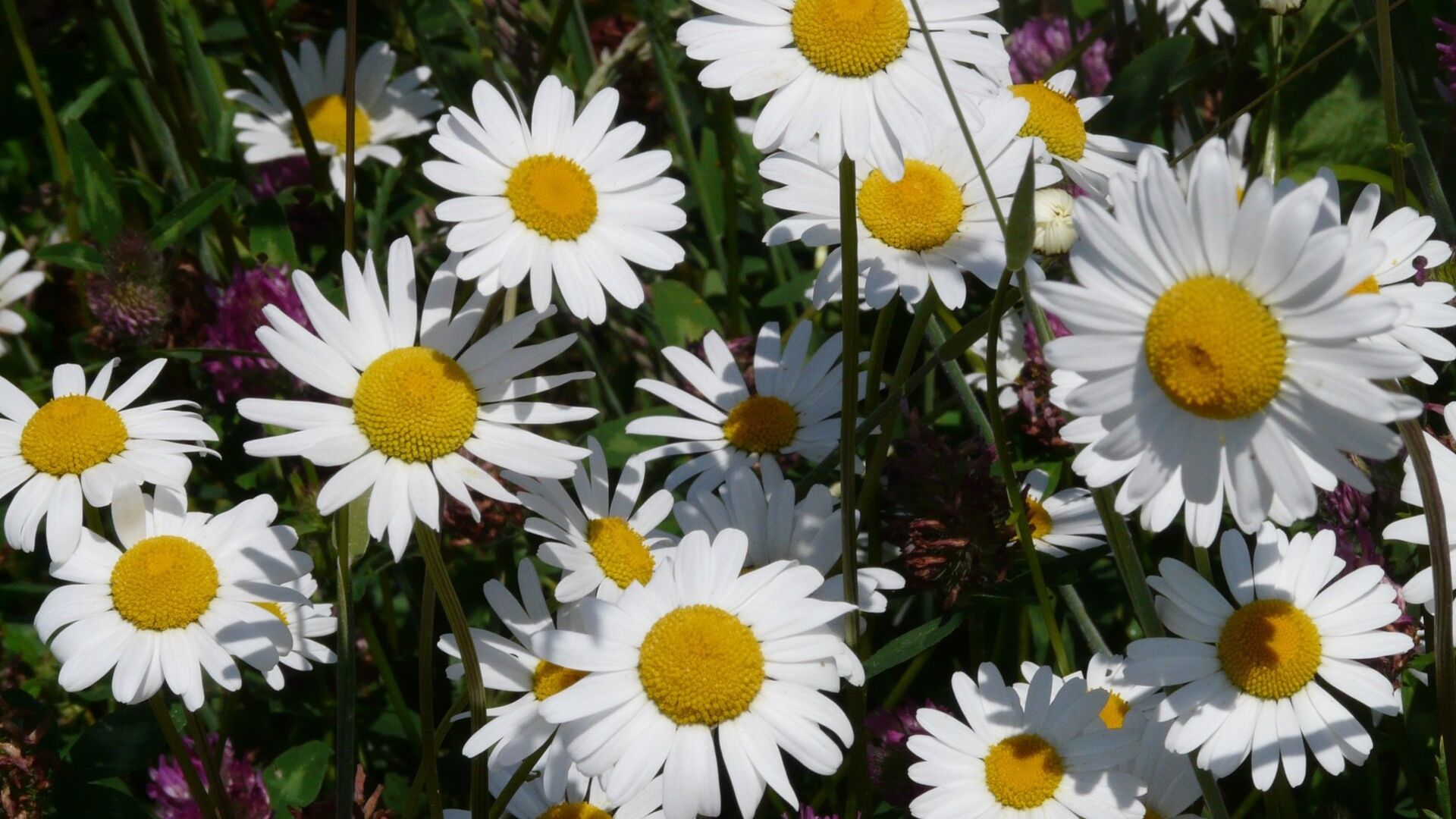 Puzzlopedia | Puzzle Oxeye daisy