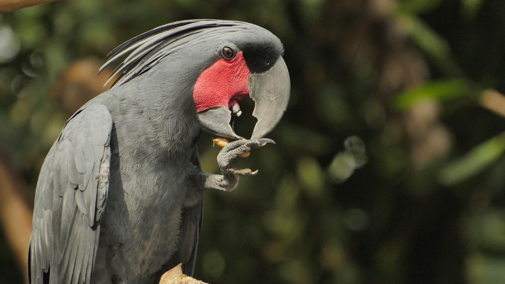 Puzzlopedia | Puzzle Palm cockatoo