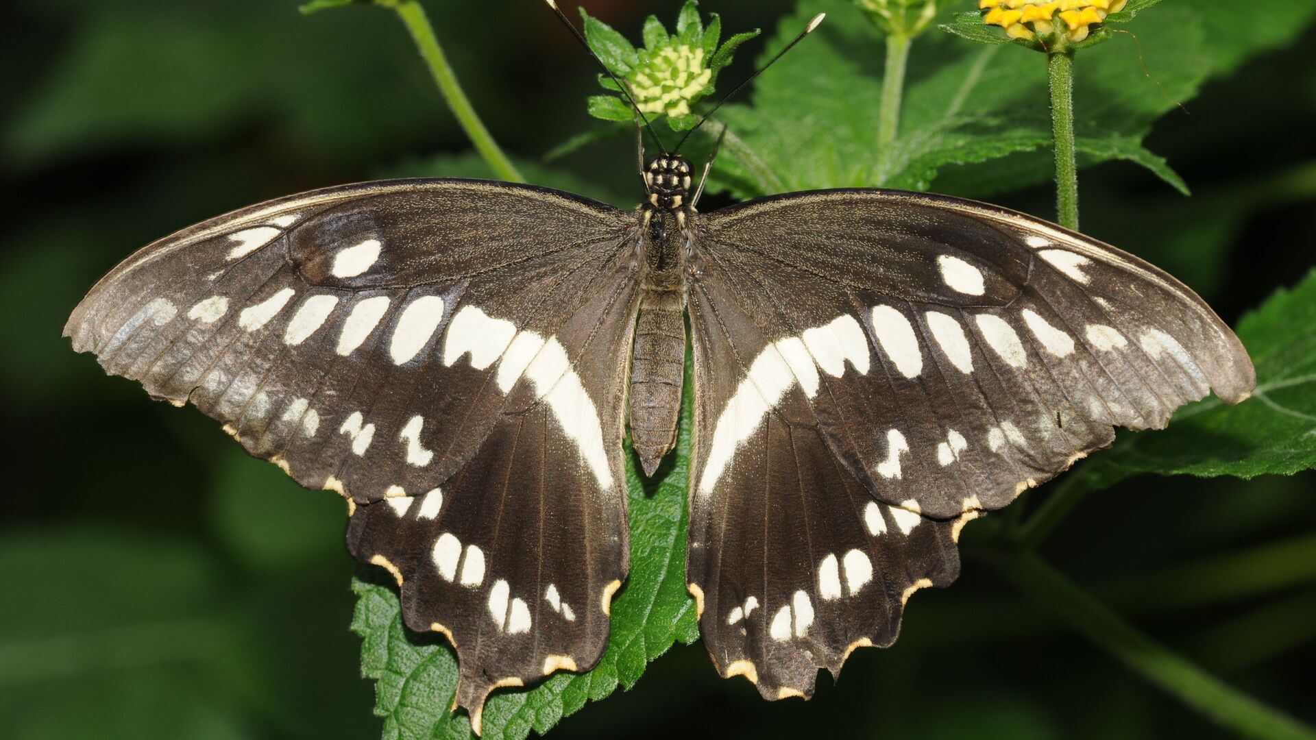Puzzlopedia | Puzzle Papilio constantinus