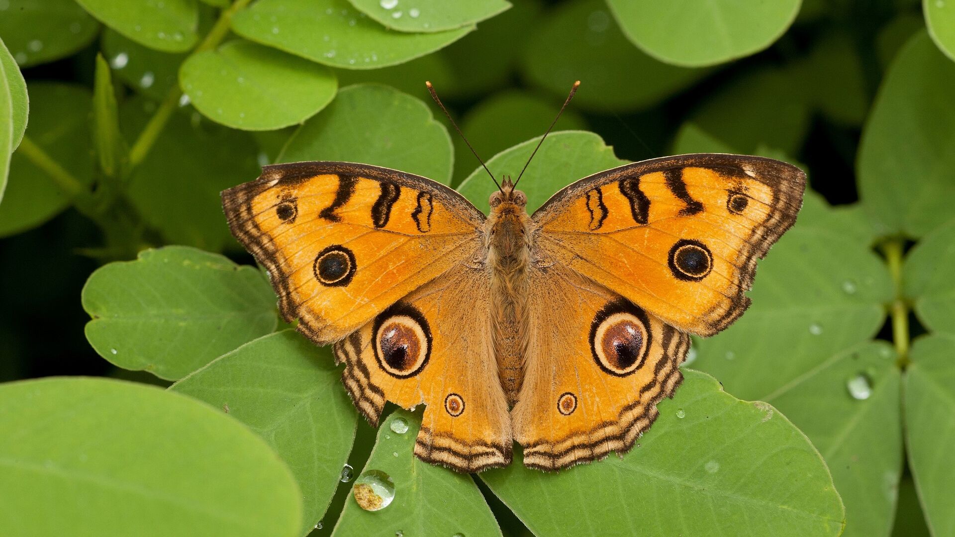 Puzzlopedia | Puzzle Peacock pansy
