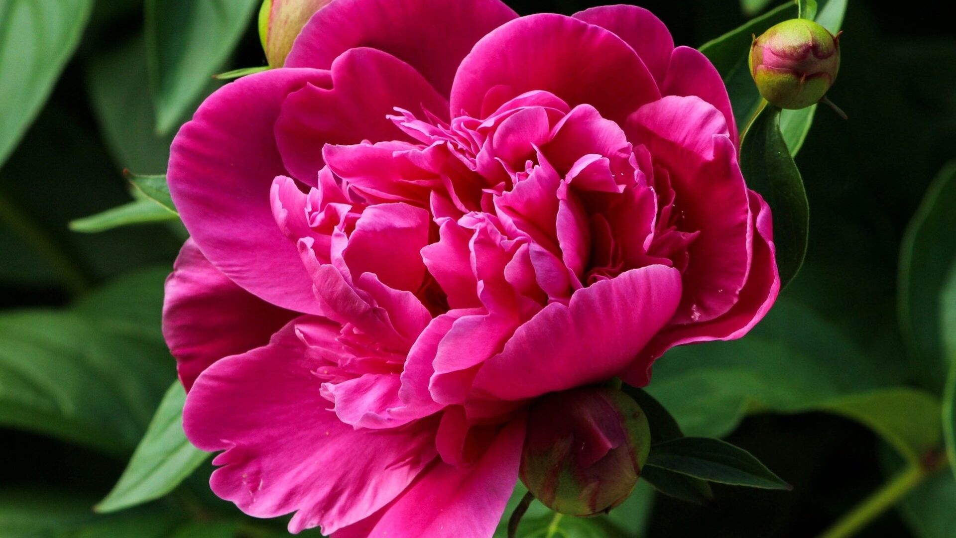 Puzzlopedia | Puzzle Peony