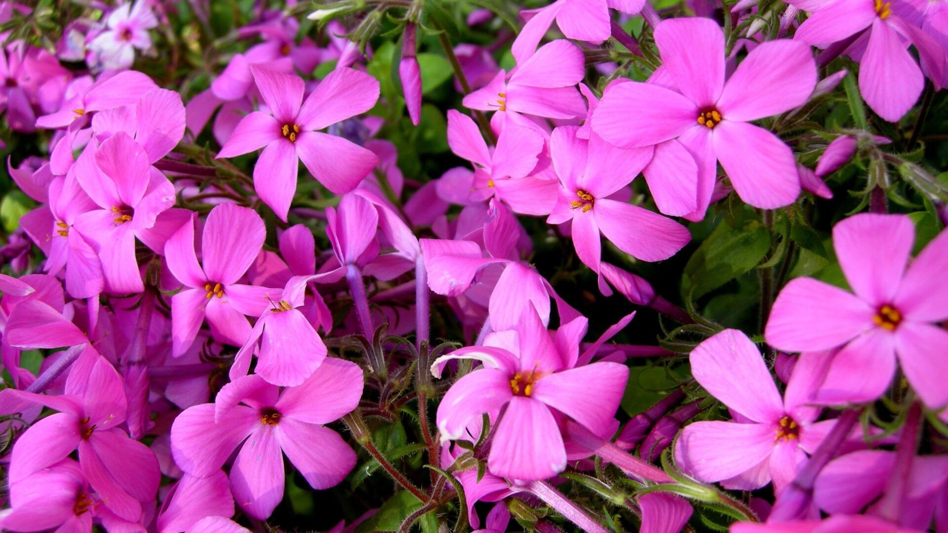 Puzzlopedia | Puzzle Phlox