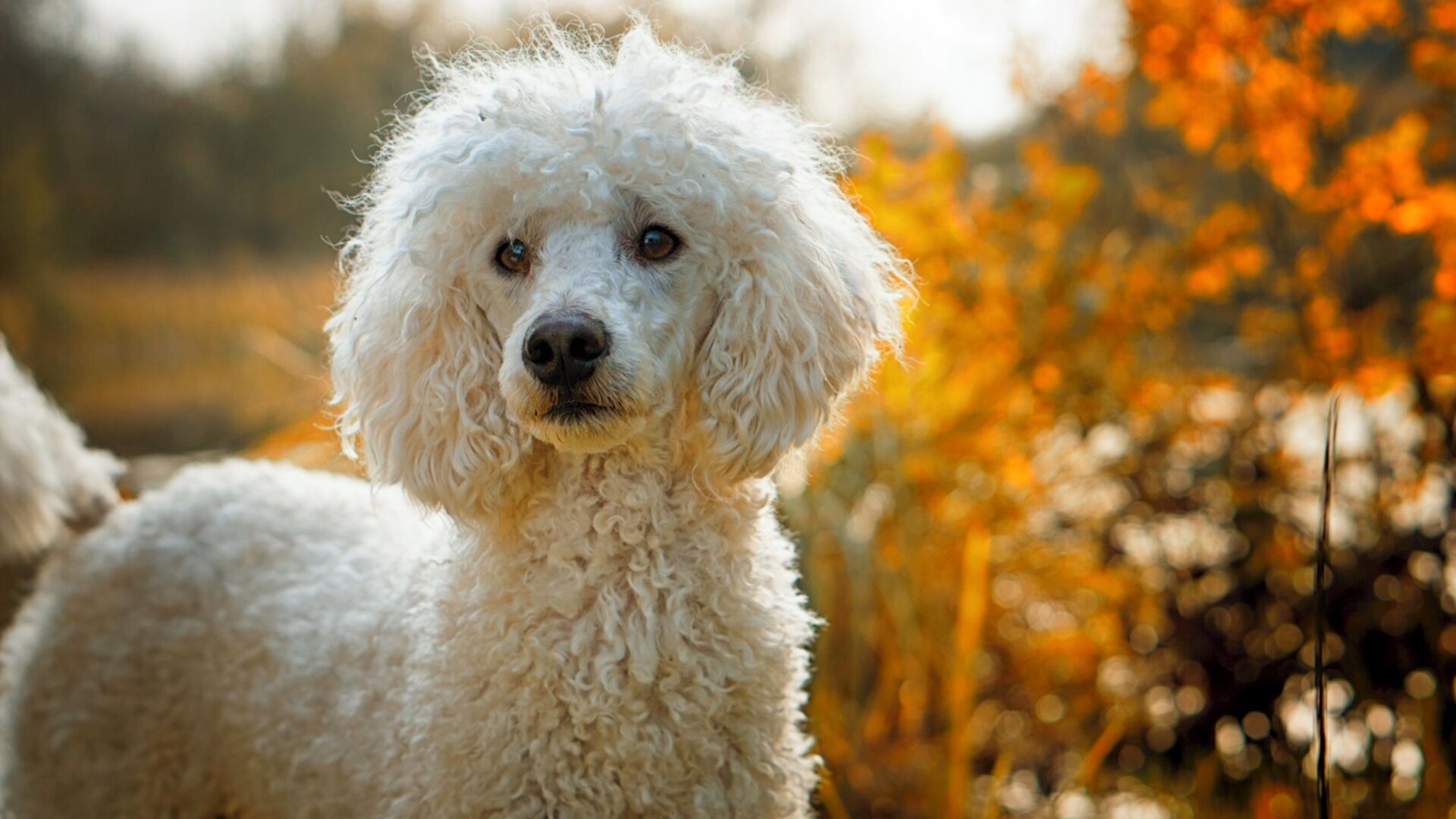 Puzzlopedia | Puzzle Poodle