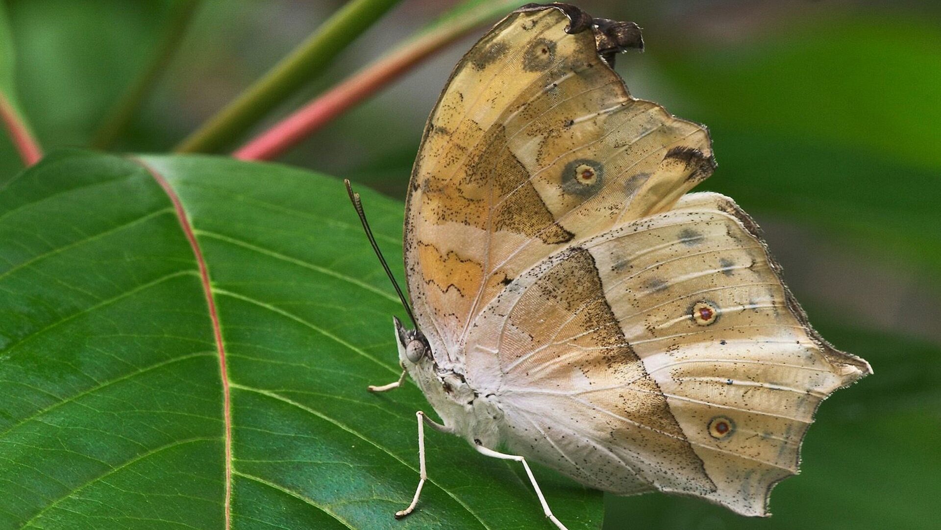 Puzzlopedia | Puzzle Protogoniomorpha parhassus