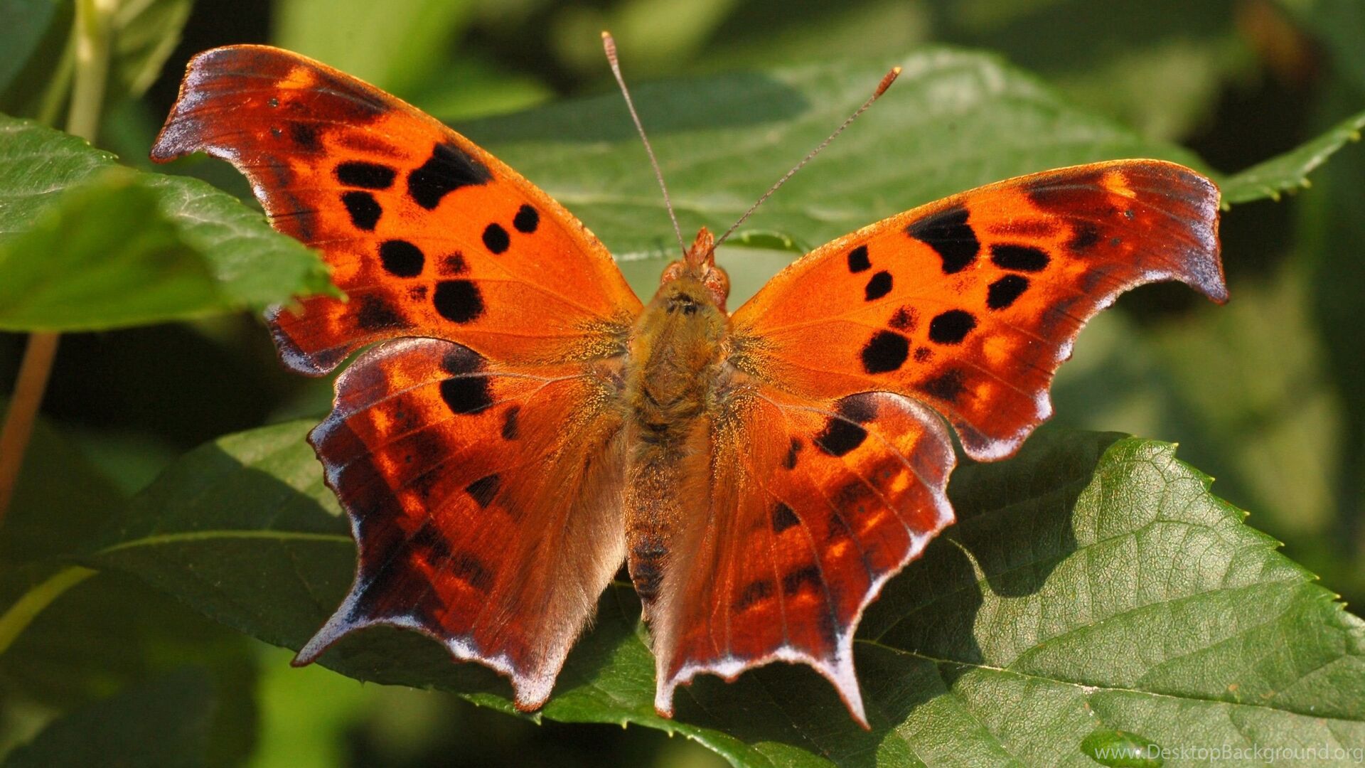 Puzzlopedia | Puzzle Question mark